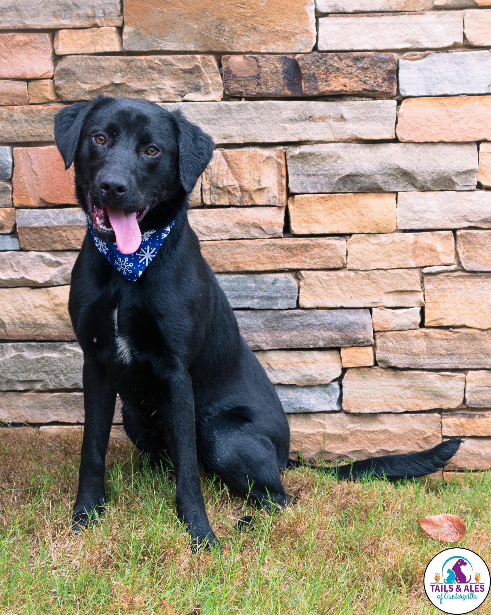 Bubbles, ADOPTABLE, Young Female Black Labrador Retriever.