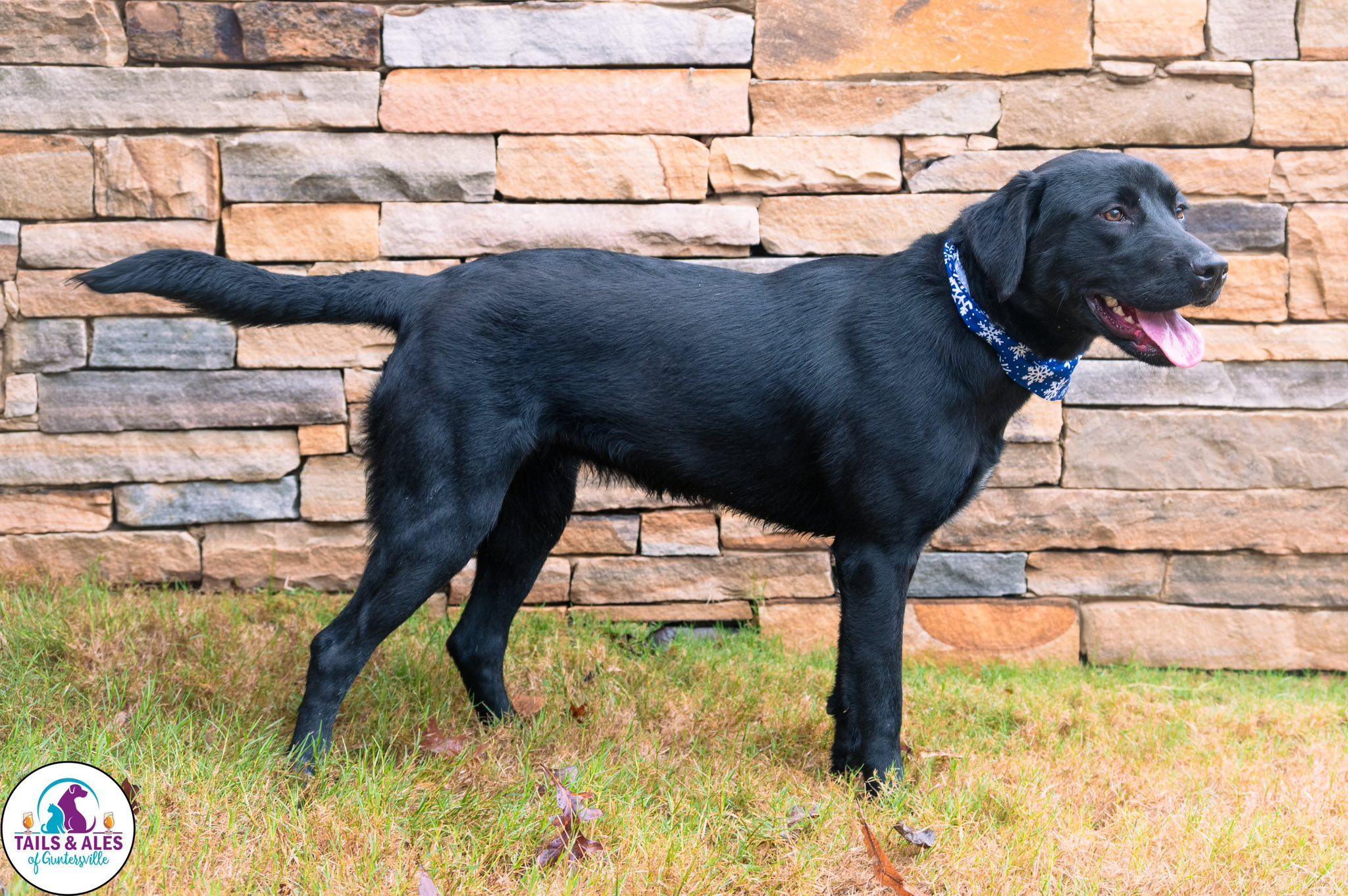 Enlarge Bubbles, a ADOPTABLE mixed breed in Guntersville, AL image 3/3