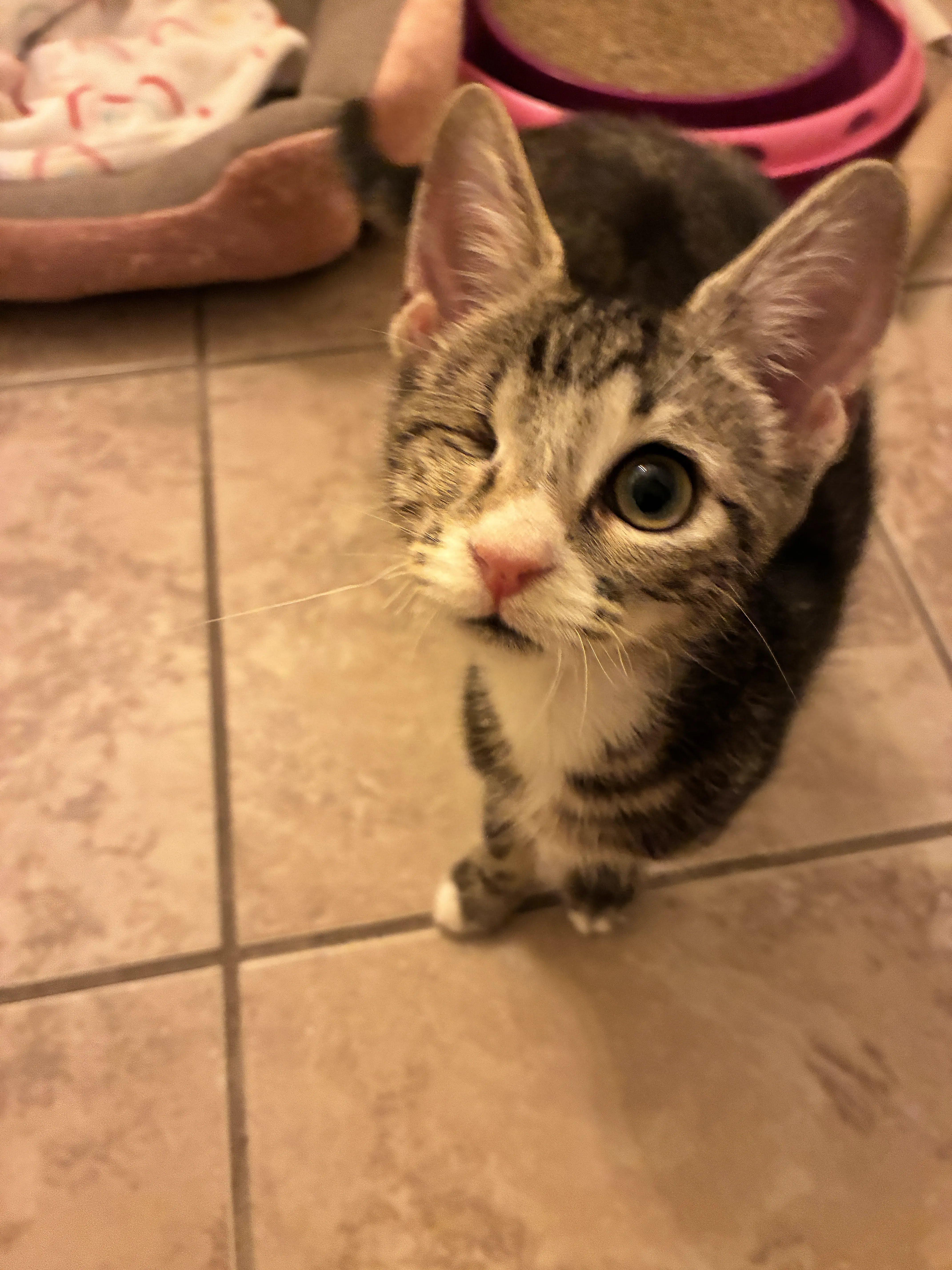 Enlarge Scotch, a Adoptable Domestic Short Hair in Statesboro, GA image 2/3