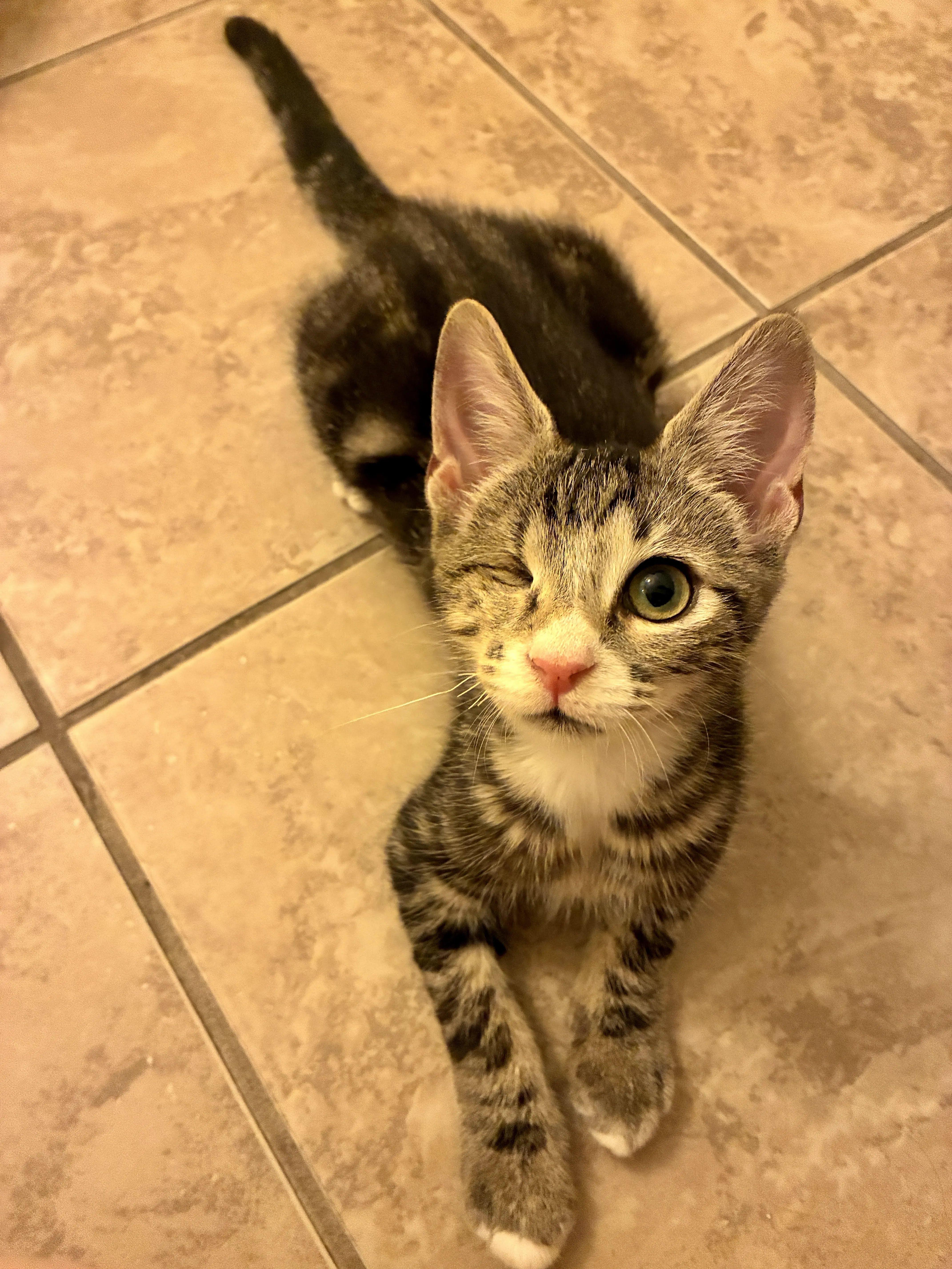 Enlarge Scotch, a Adoptable Domestic Short Hair in Statesboro, GA image 1/3