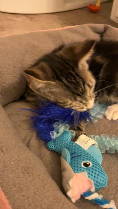 Enlarge Scotch, a Adoptable Domestic Short Hair in Statesboro, GA video 3/3