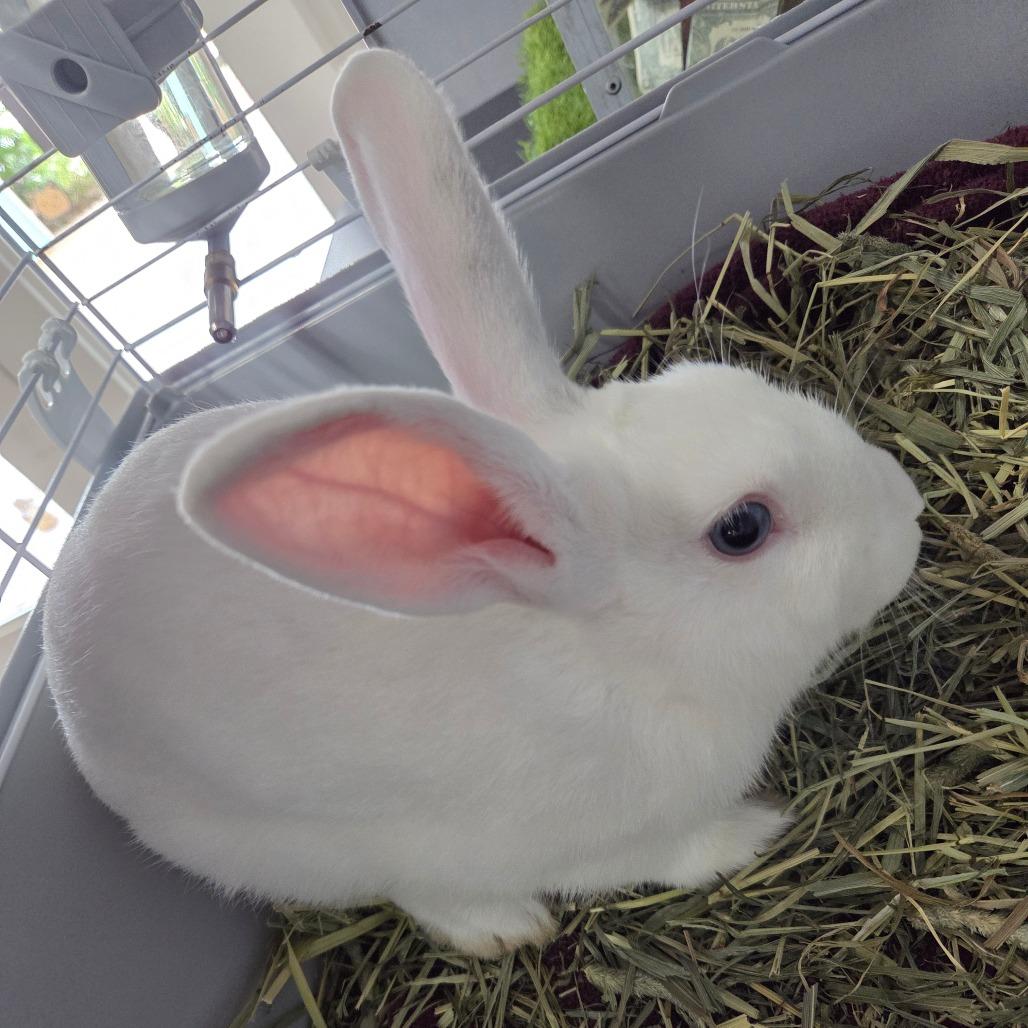Cloud, Adoptable, Young Male American.