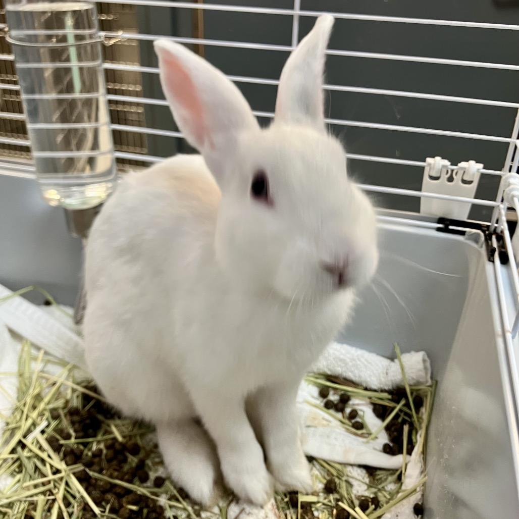 Enlarge Cloud, a Adoptable American in Port Charlotte, FL image 3/4