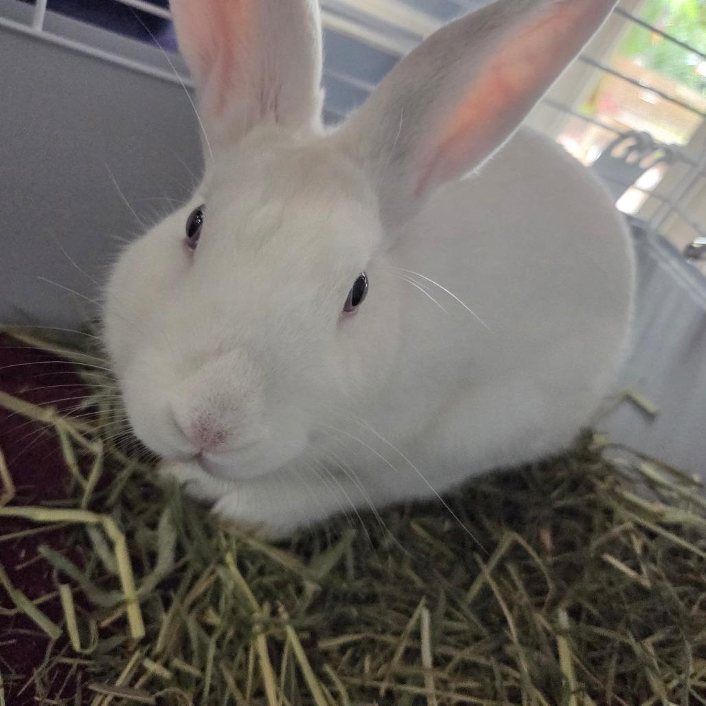 Enlarge Cloud, a Adoptable American in Port Charlotte, FL image 4/4