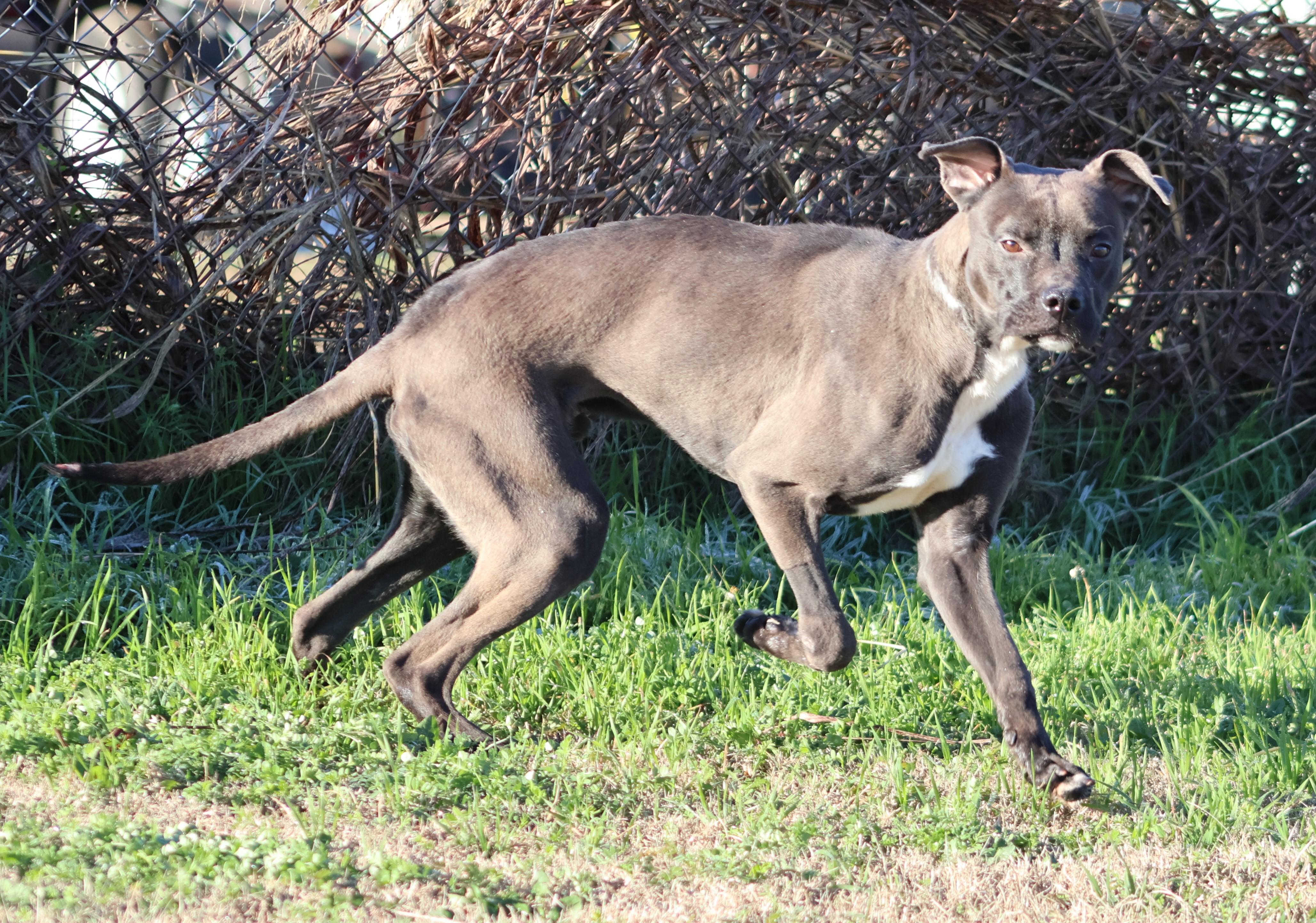 Enlarge MAX, a Adoptable mixed breed in Appling, GA image 1/1
