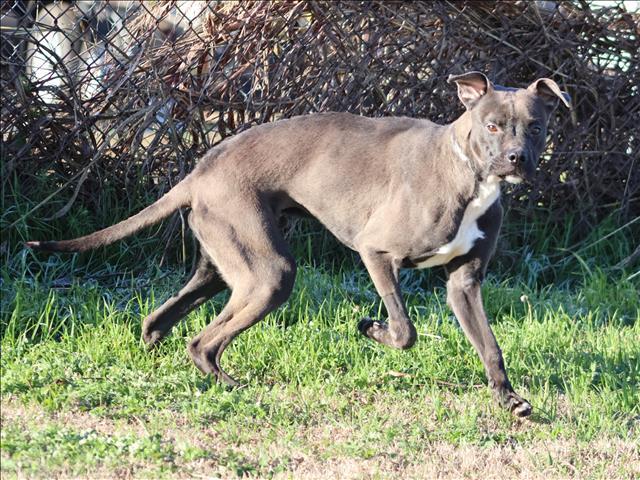 Enlarge MAX, a Adoptable mixed breed in Appling, GA image 1/1