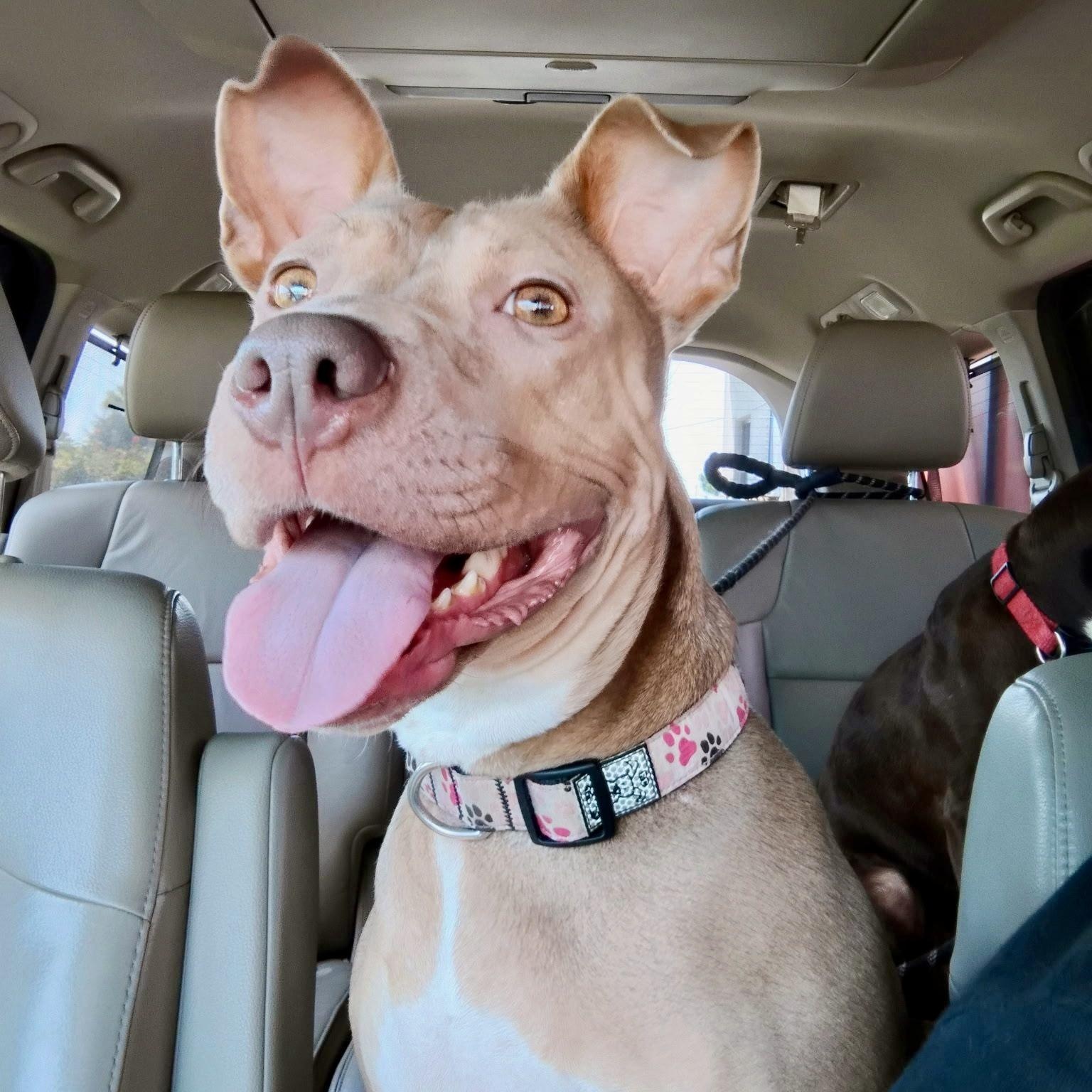 Wera — thumbnail 4