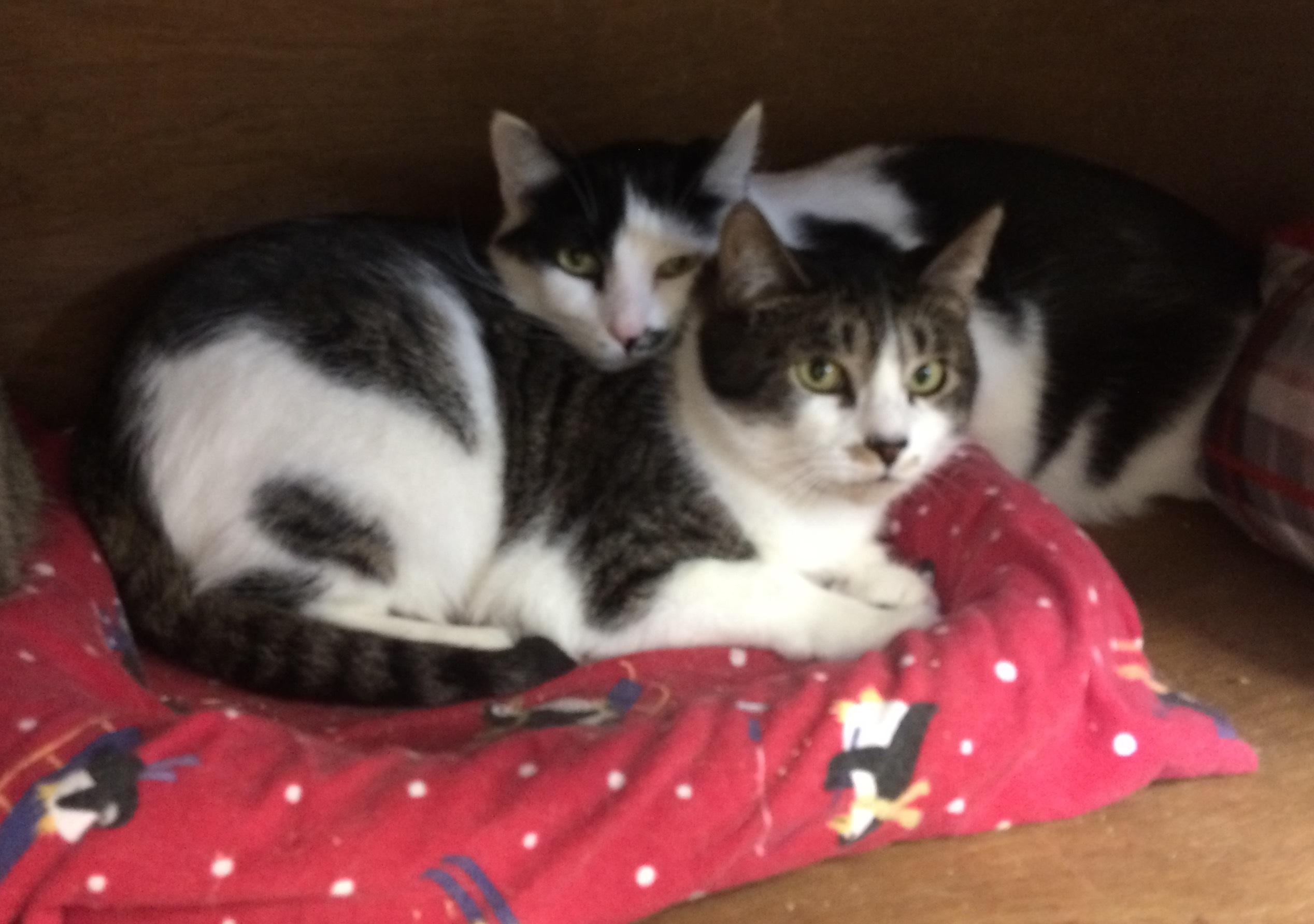 Kiri, Adoptable, Adult Female Domestic Short Hair.