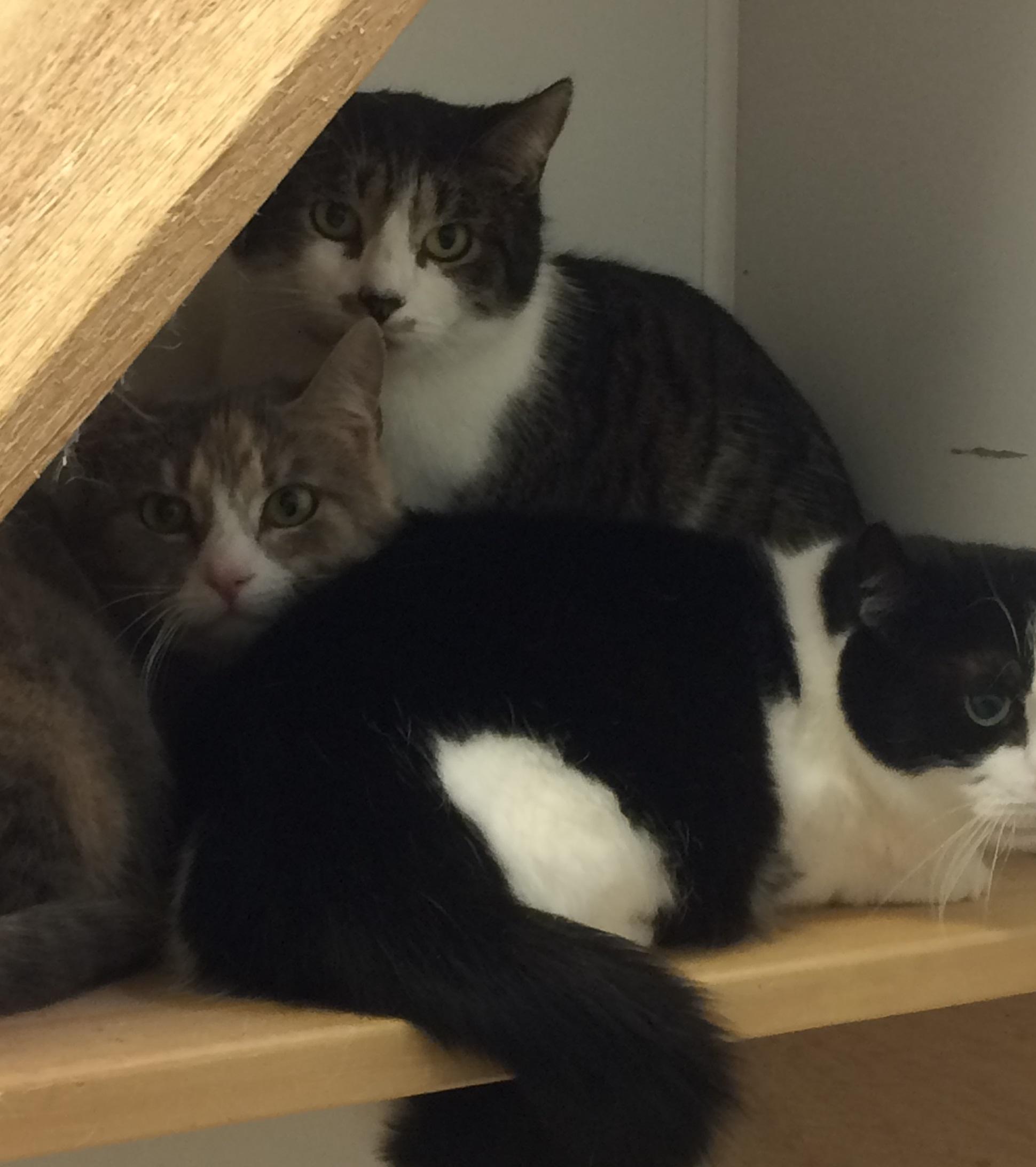 Enlarge Kiri, a Adoptable Domestic Short Hair in Calais, ME image 2/10