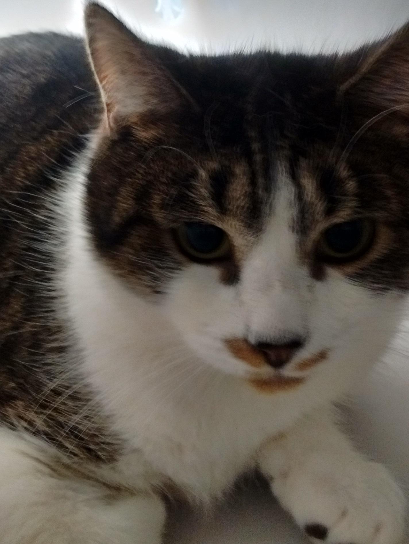 Enlarge Kiri, a Adoptable Domestic Short Hair in Calais, ME image 3/10