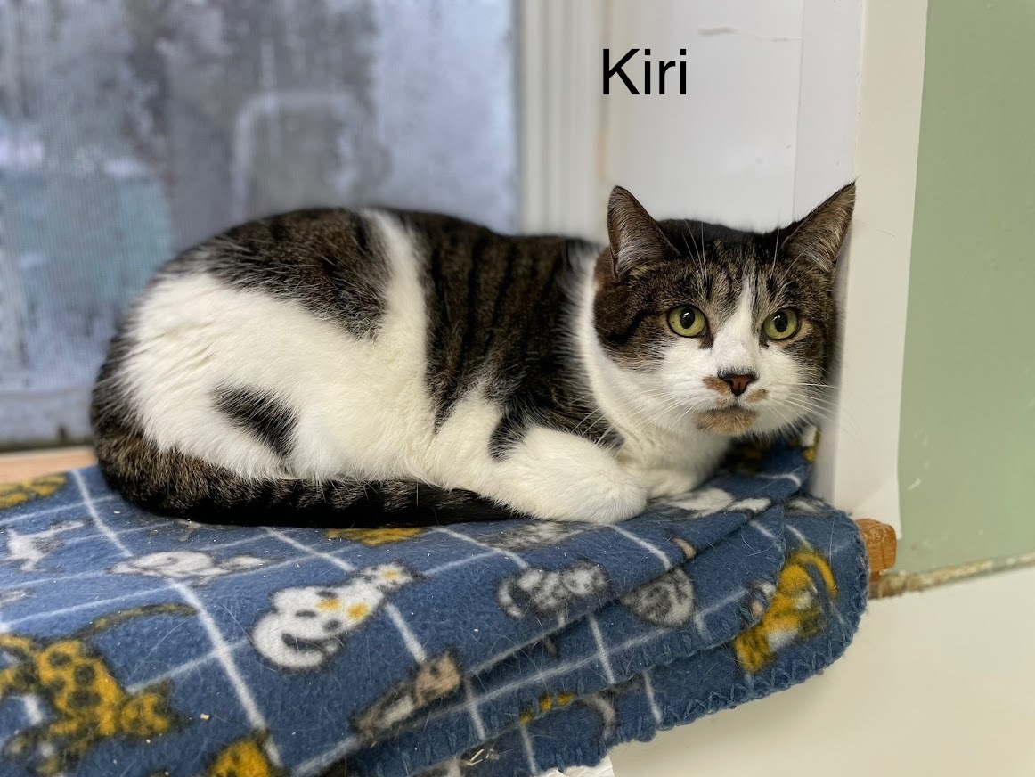 Enlarge Kiri, a Adoptable Domestic Short Hair in Calais, ME image 4/10