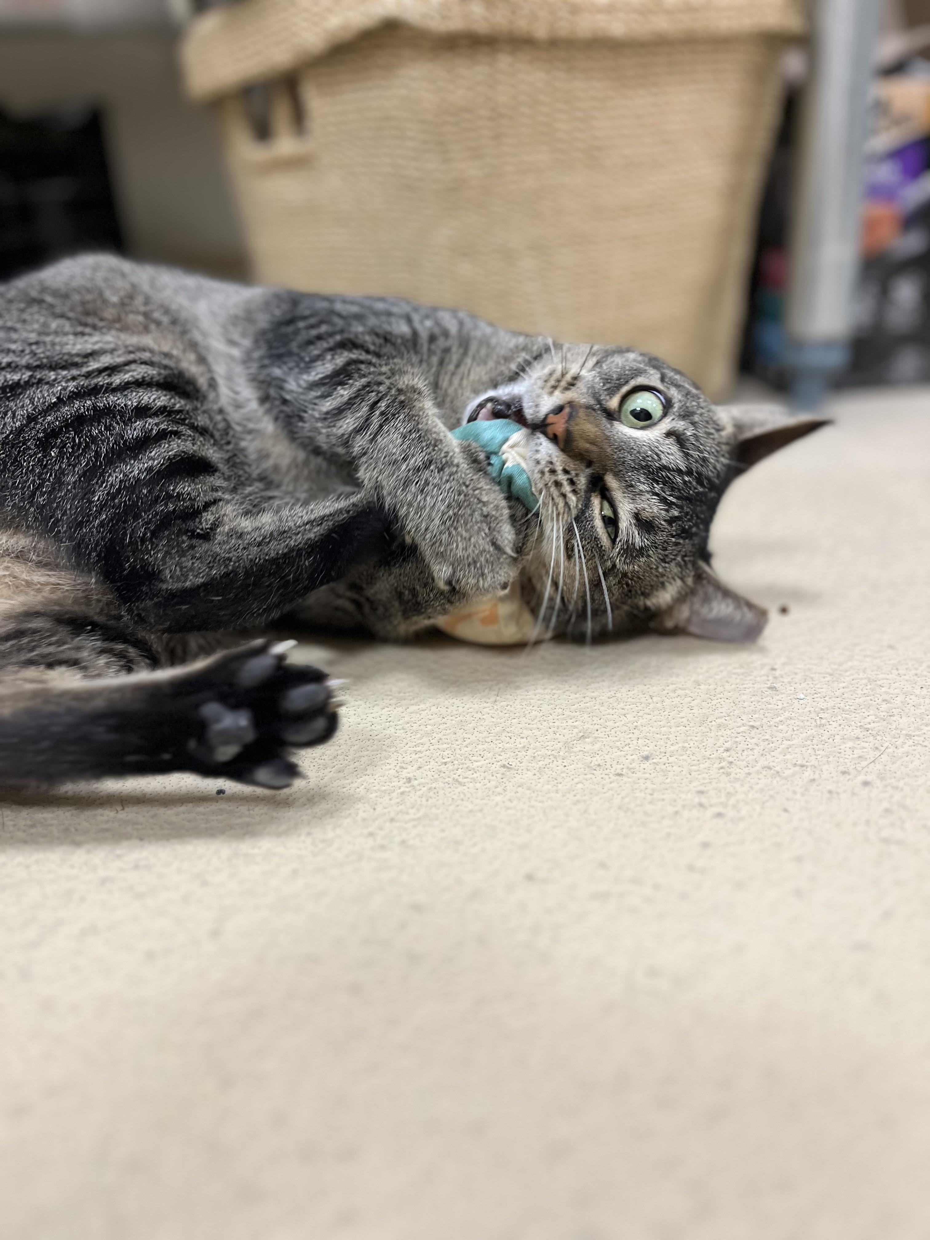 Swifty, Adoptable, Adult Female Tabby.