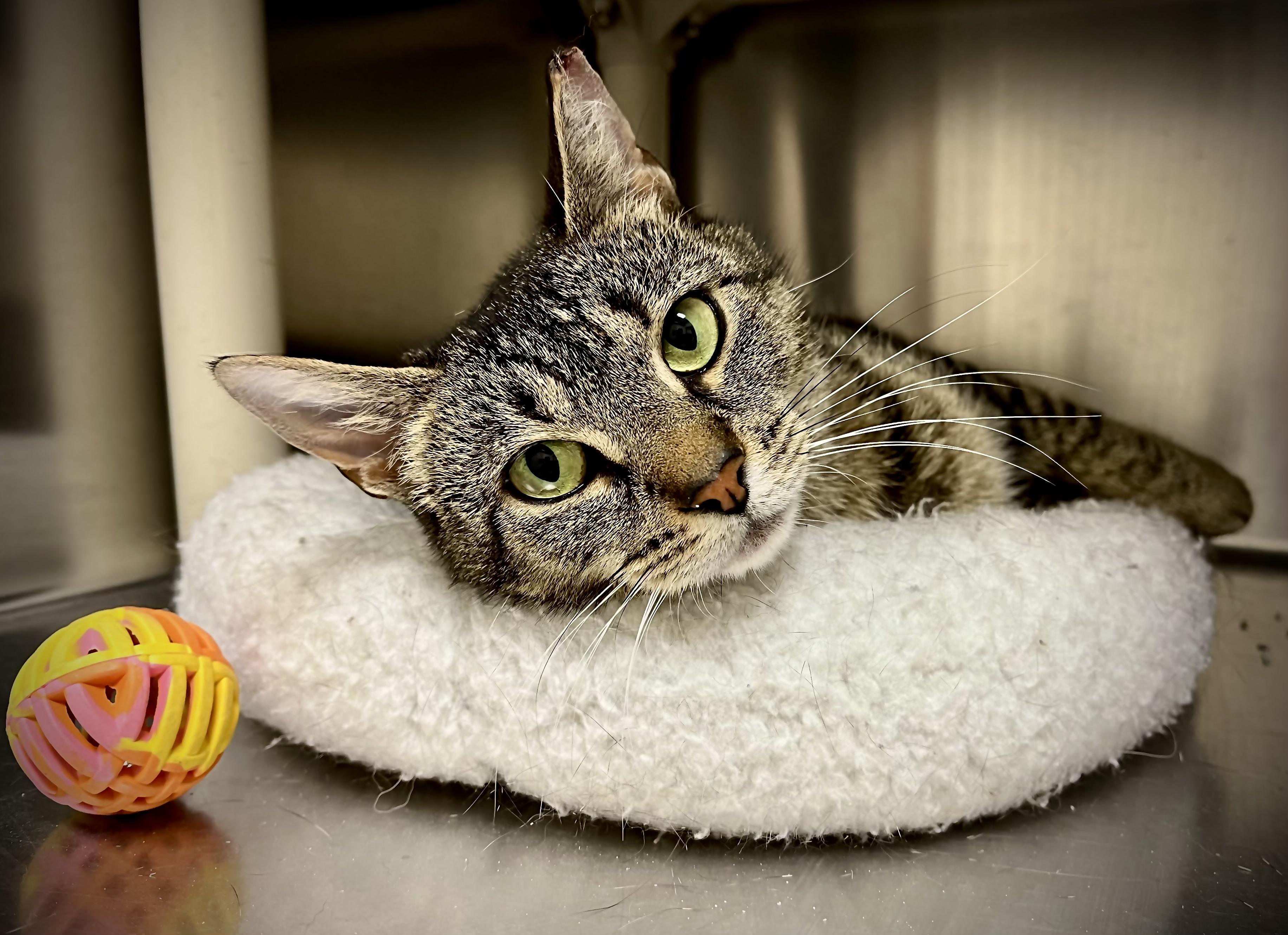 Swifty, a Adoptable Tabby in Greenwich, CT image 2/3