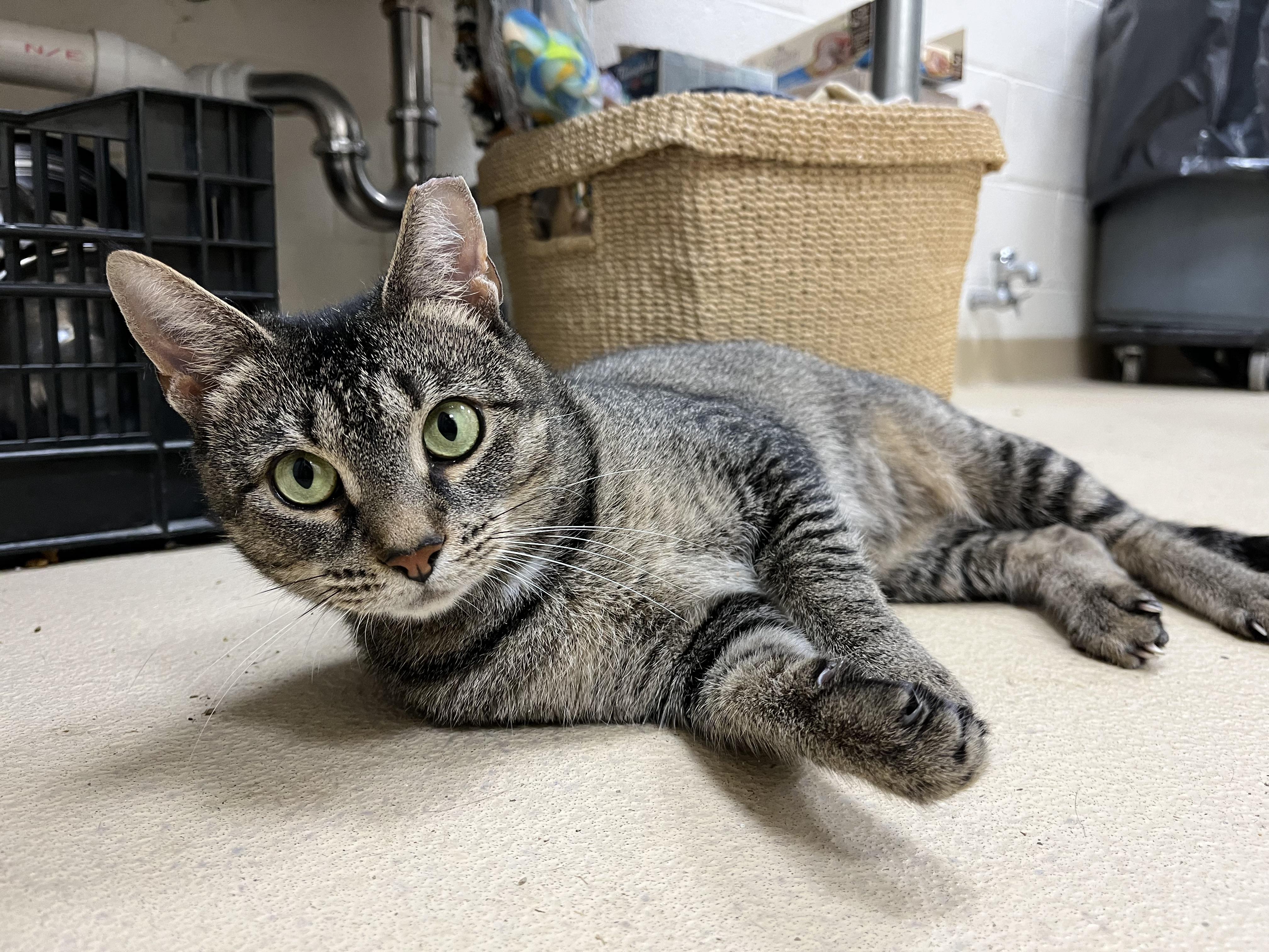 Swifty, a Adoptable Tabby in Greenwich, CT image 3/3