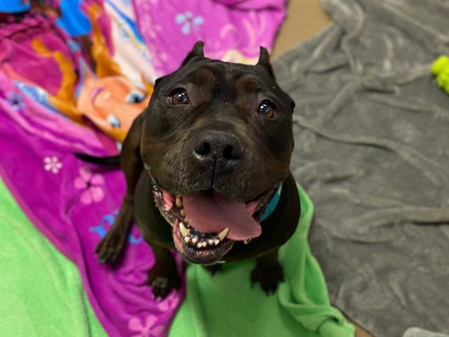 PRINCESS, Adoptable, Adult Female Pit Bull Terrier & Mixed Breed.