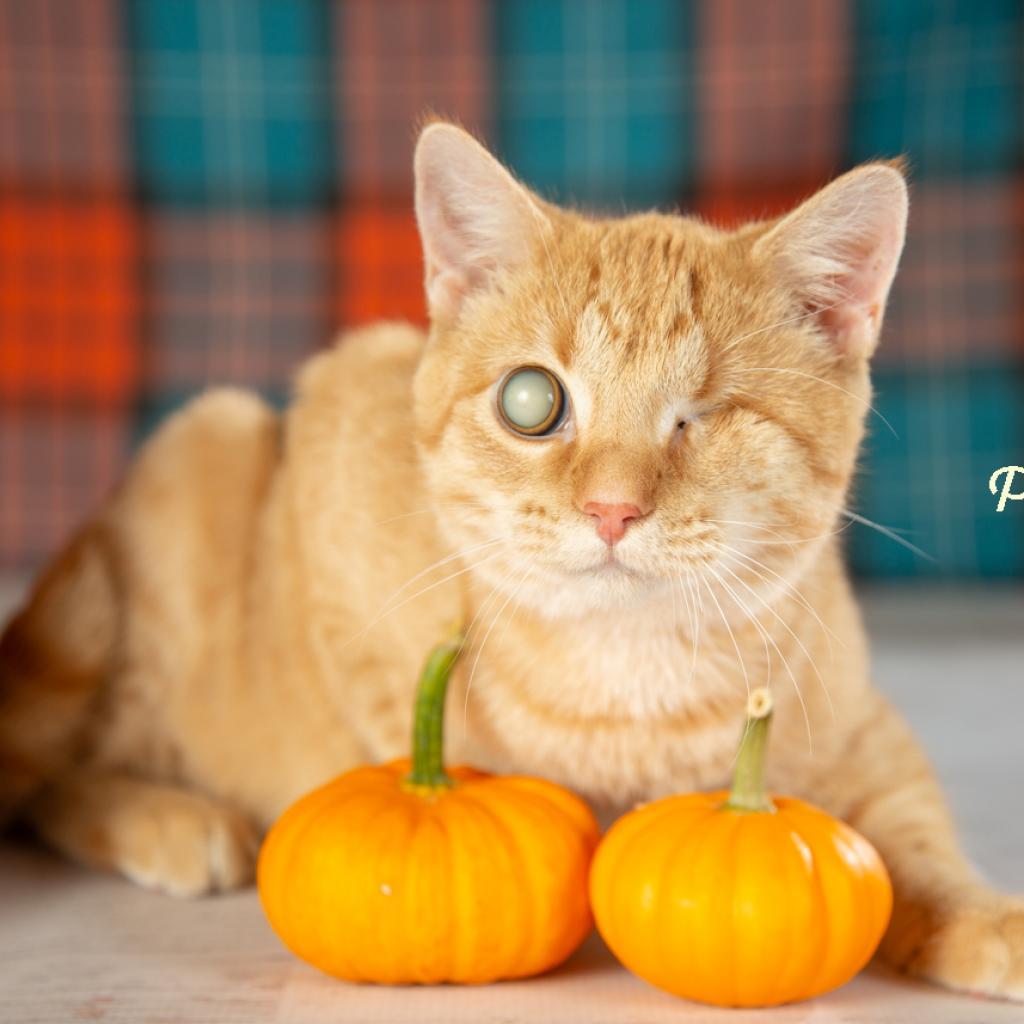 Popeye, Adoptable, Adult Male Domestic Short Hair.