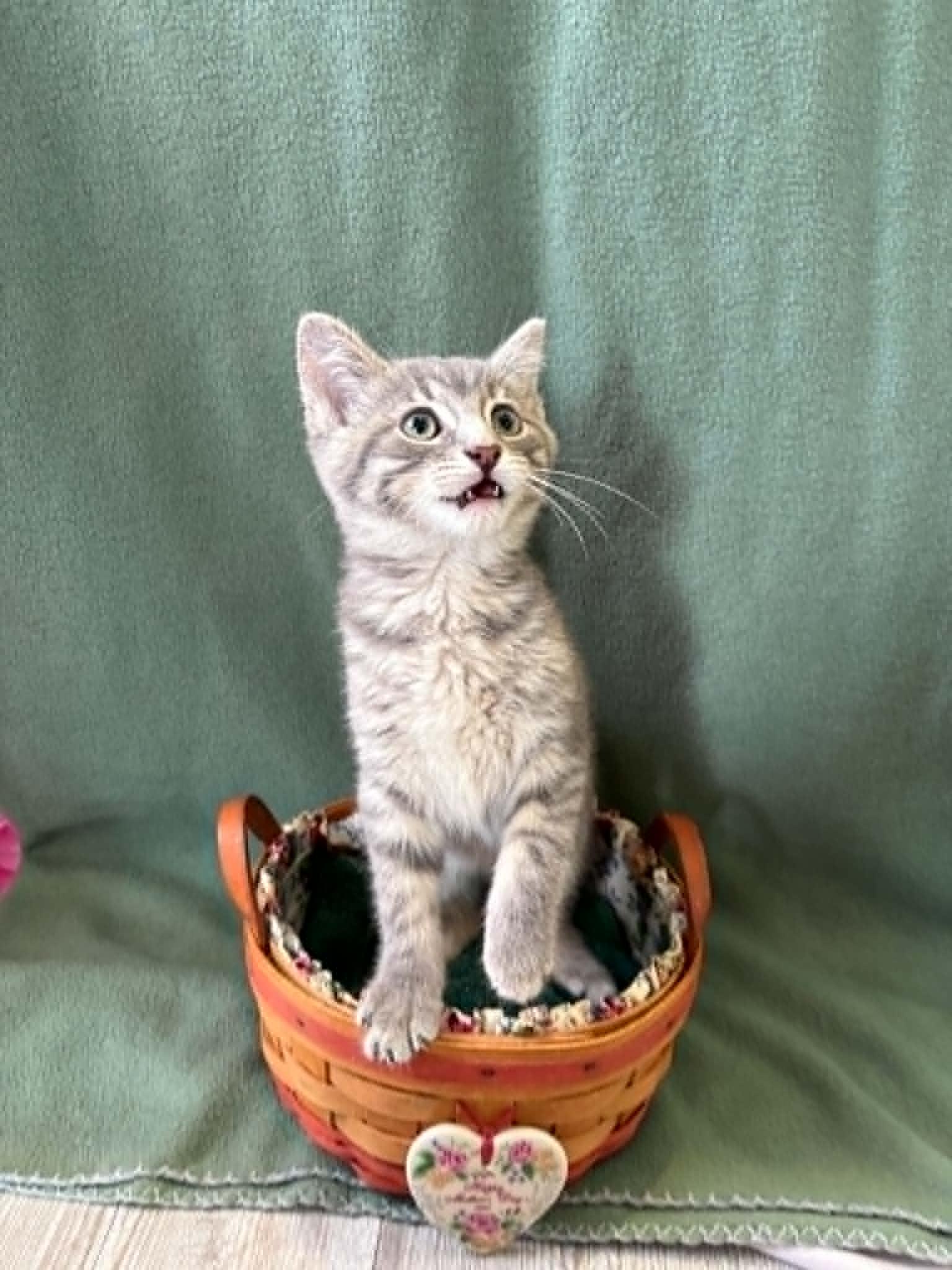 Enlarge Freya, a ADOPTABLE American Shorthair in Barboursville, WV image 1/1