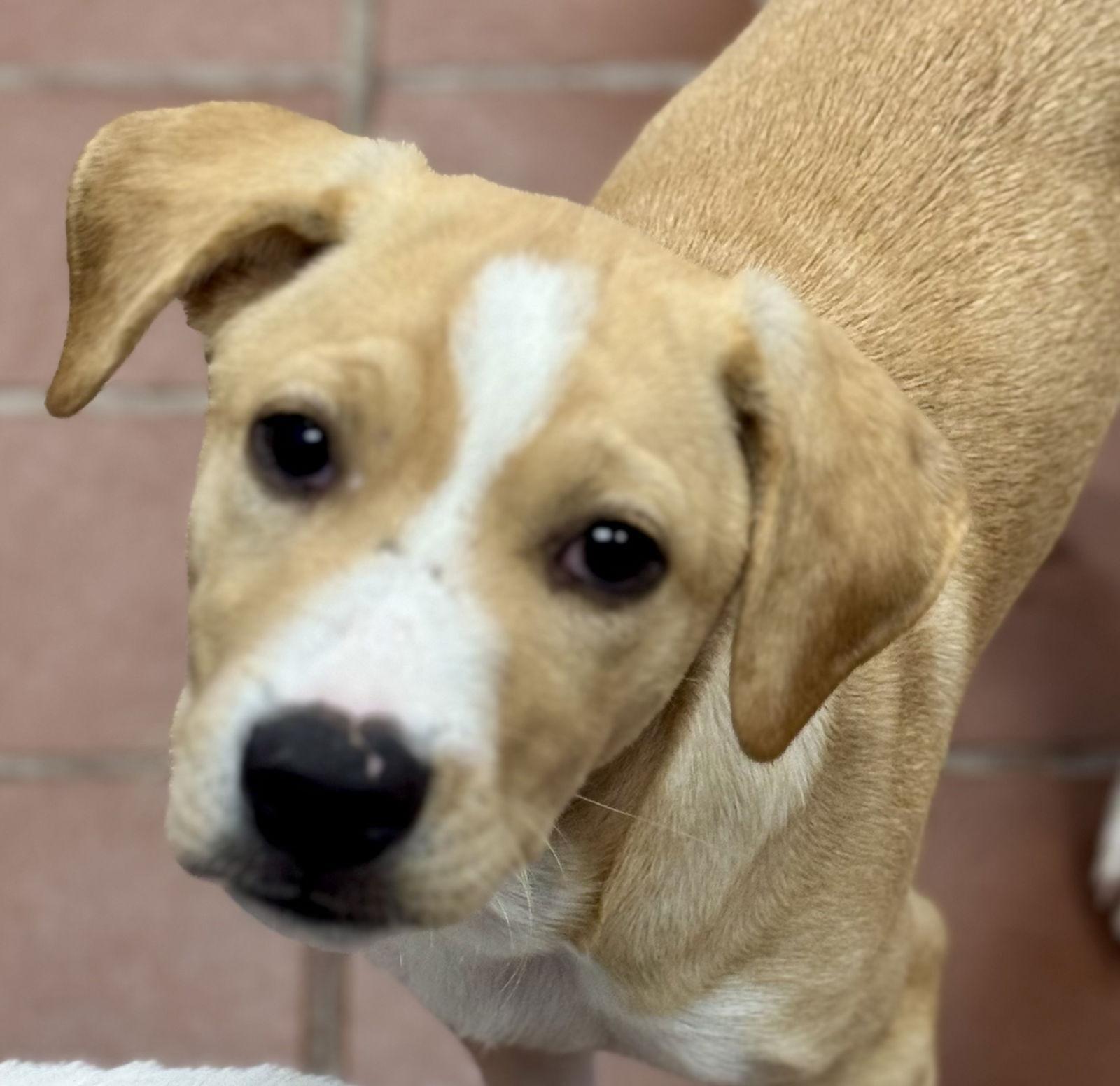 Enlarge Nick, a Adoptable Labrador Retriever in Lake Hopatcong, NJ image 1/2