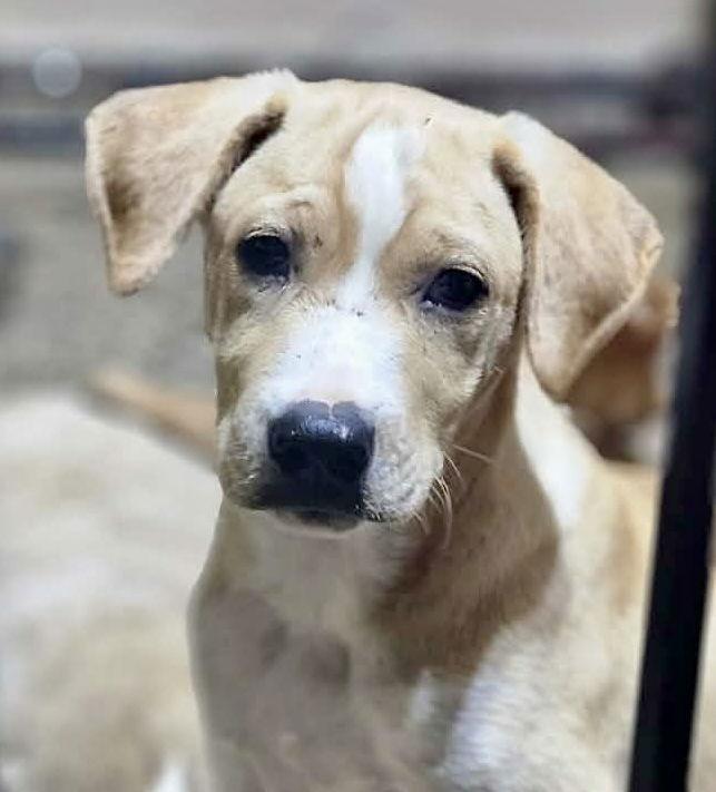 Enlarge Nick, a Adoptable Labrador Retriever in Lake Hopatcong, NJ image 2/2