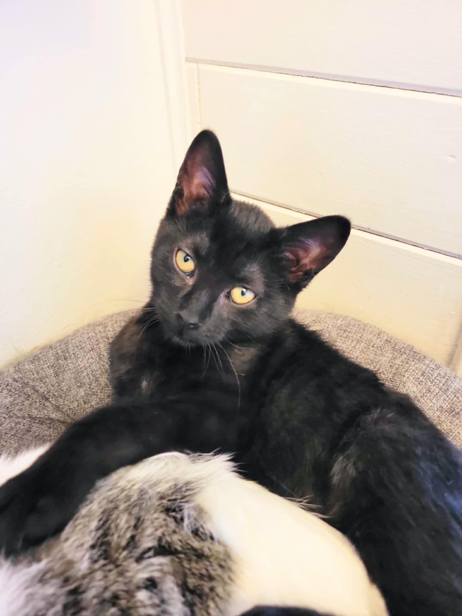 Enlarge Masha, an adopted Domestic Short Hair in Saint-Hubert, QC image 1/1