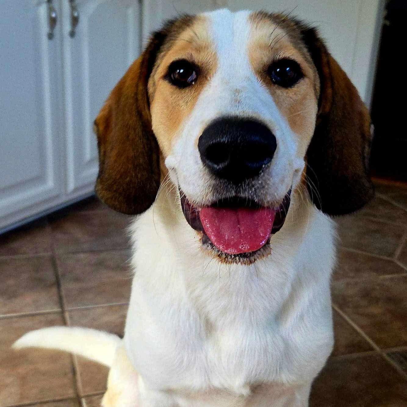 Enlarge Oakley, a Adoptable mixed breed in Hopkinton, MA image 2/6