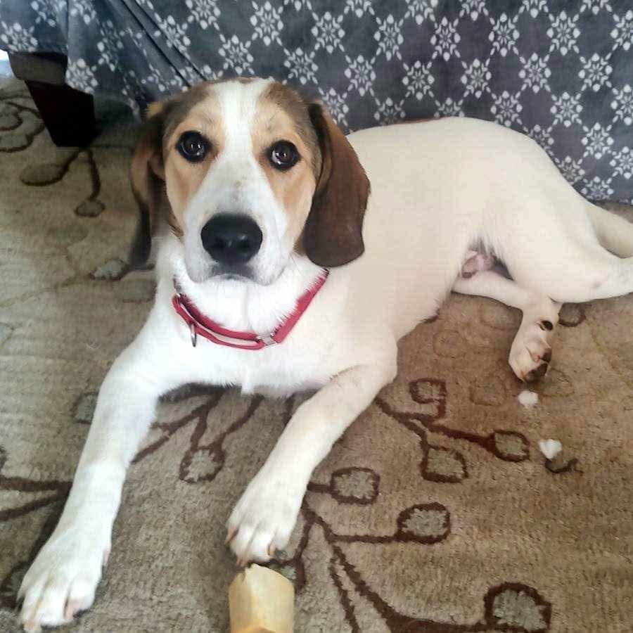 Oakley, Adoptable, Young Male Hound.