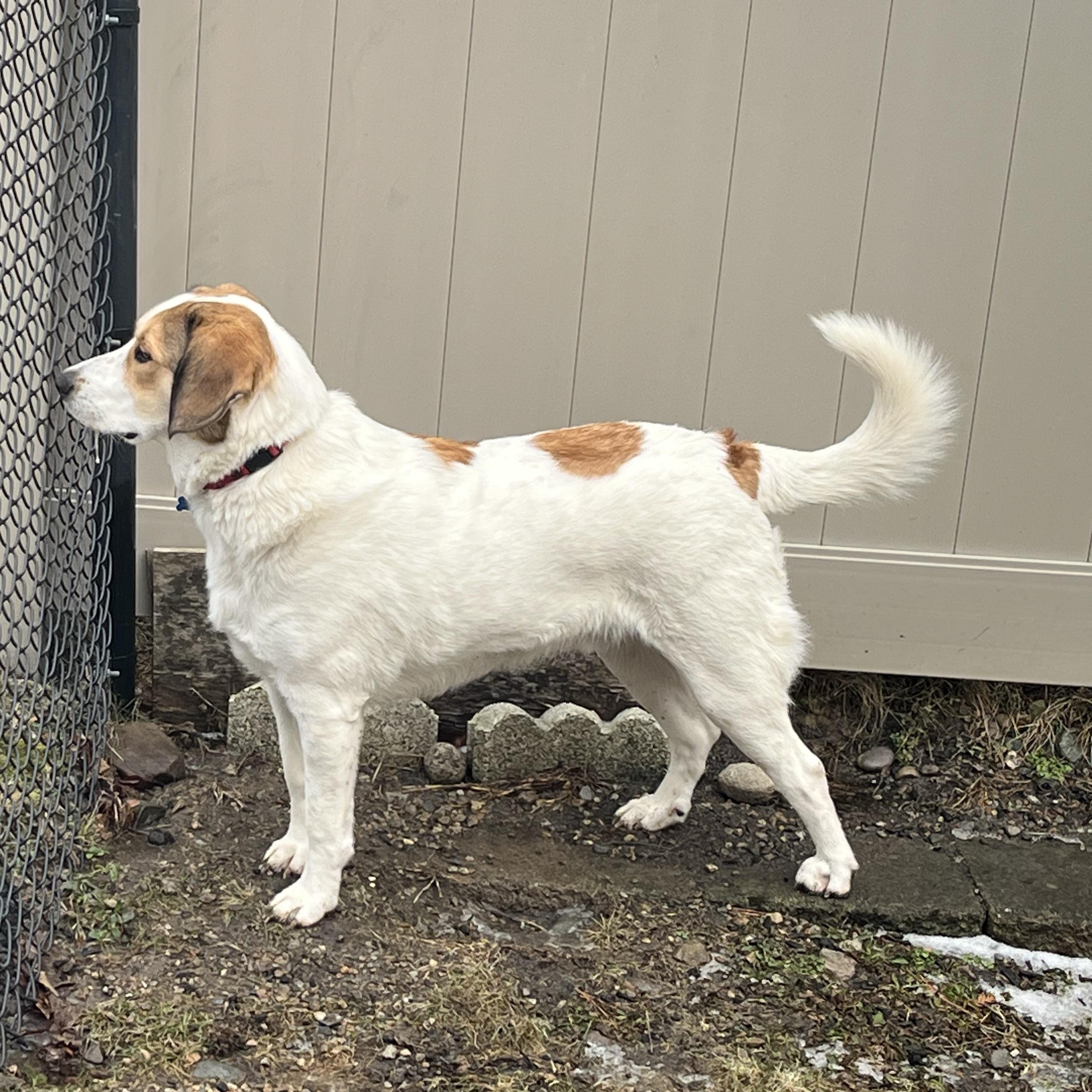 Enlarge Oakley, a Adoptable mixed breed in Hopkinton, MA image 5/6