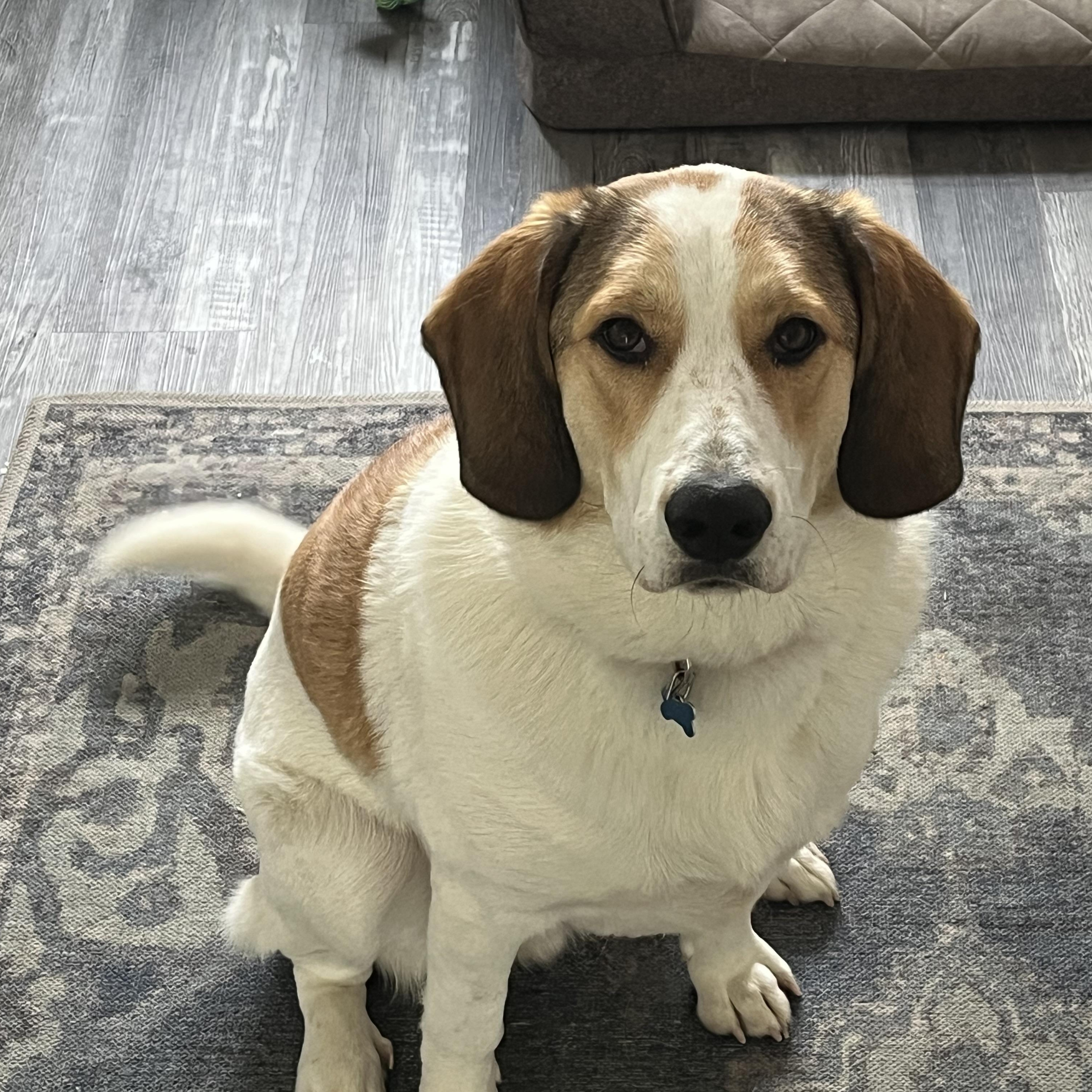 Enlarge Oakley, a Adoptable mixed breed in Hopkinton, MA image 4/6