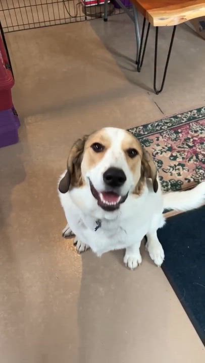 Enlarge Oakley, a Adoptable mixed breed in Hopkinton, MA video 6/6