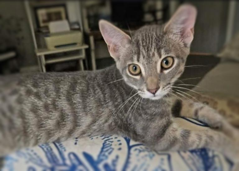 Grayson, Adoptable, Kitten Male Domestic Short Hair & Tabby.