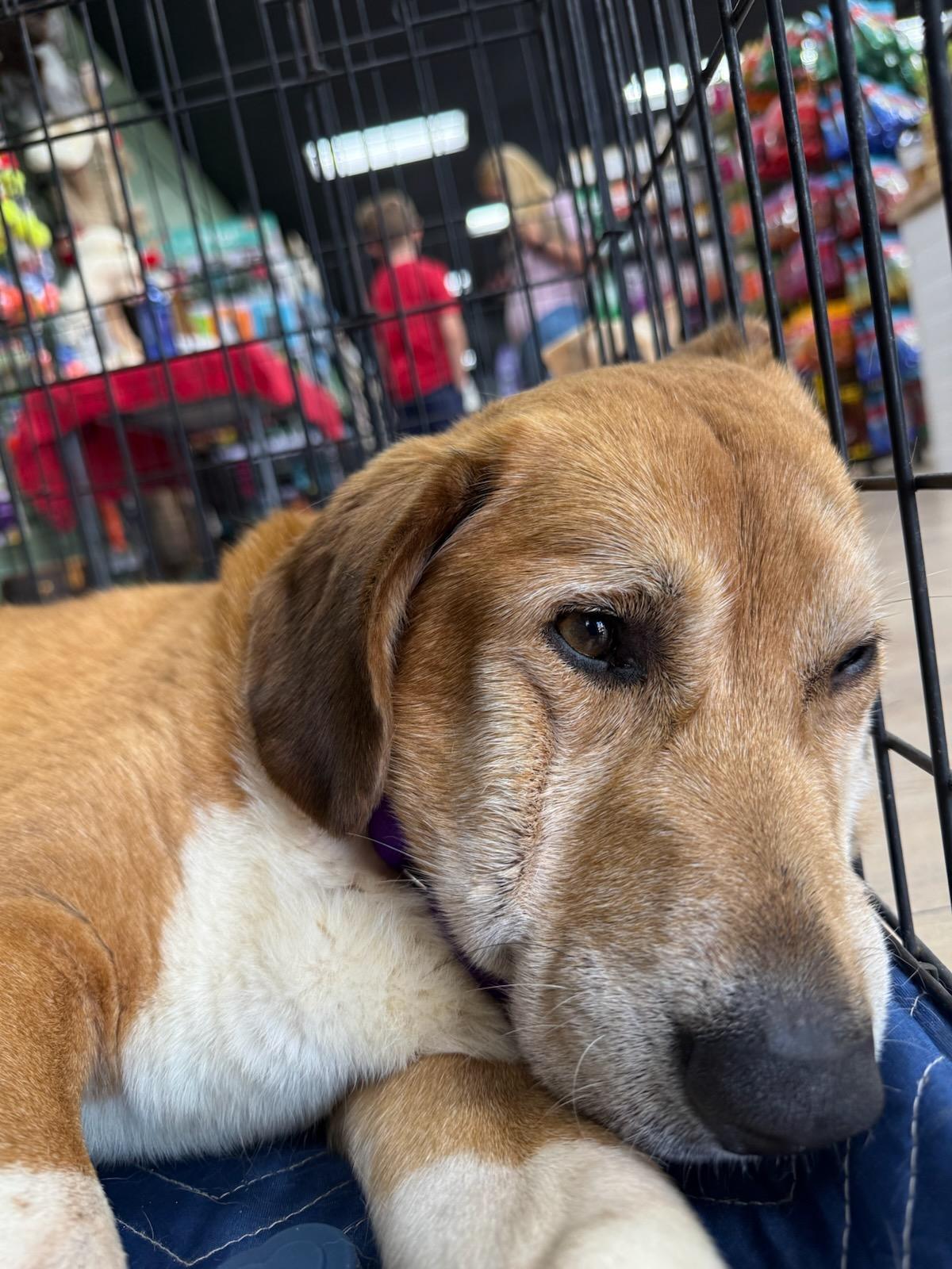 Enlarge Dunkin, a ADOPTABLE mixed breed in Pelzer, SC image 2/4