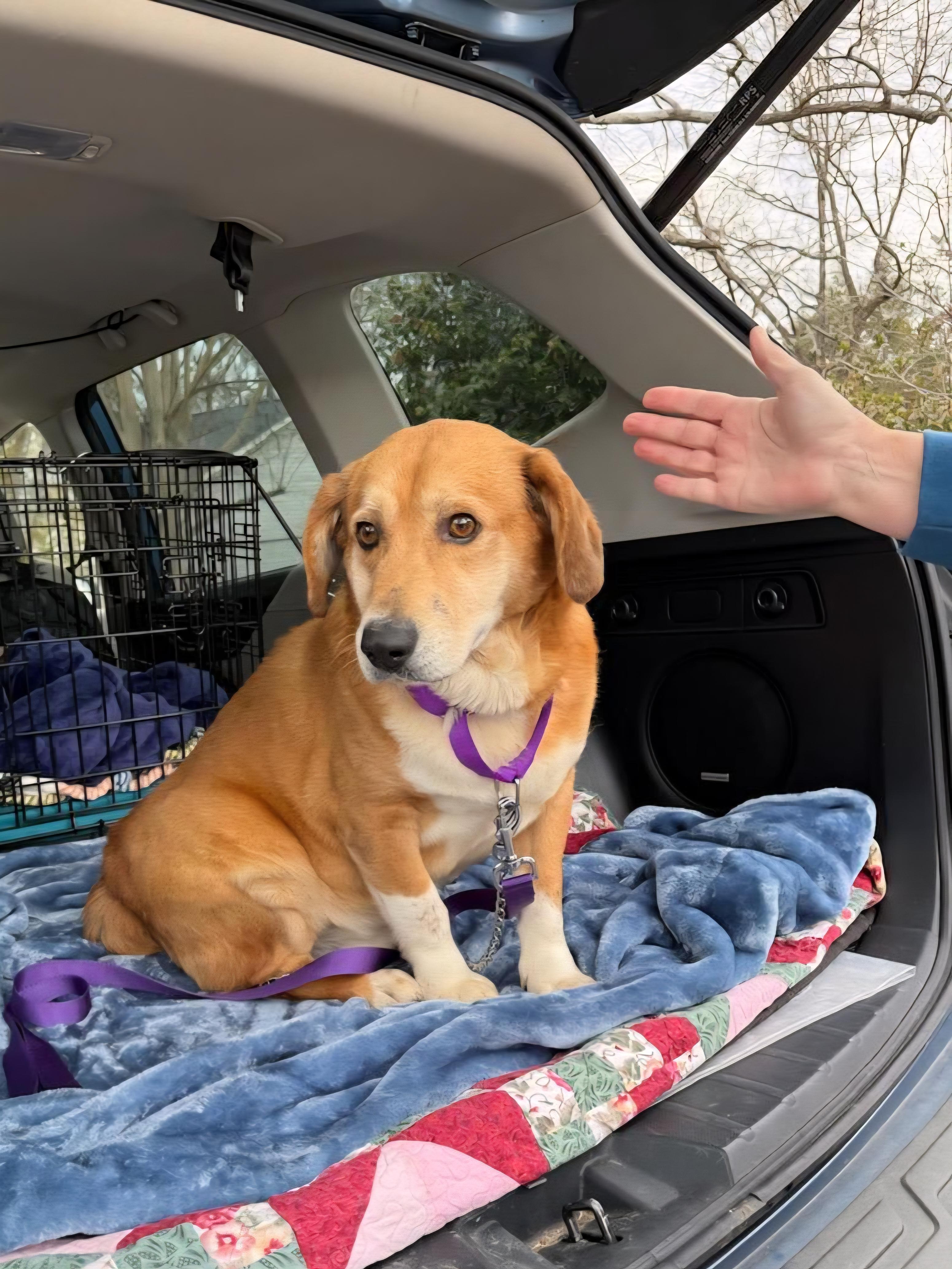 Enlarge Dunkin, a ADOPTABLE mixed breed in Pelzer, SC image 1/4
