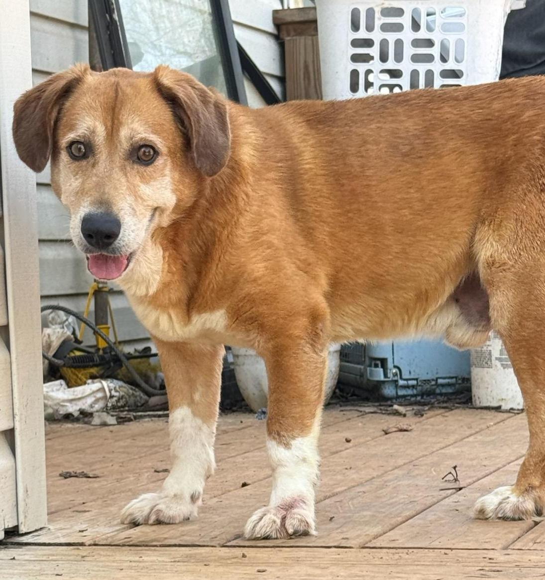 Enlarge Dunkin, a ADOPTABLE mixed breed in Pelzer, SC image 4/4