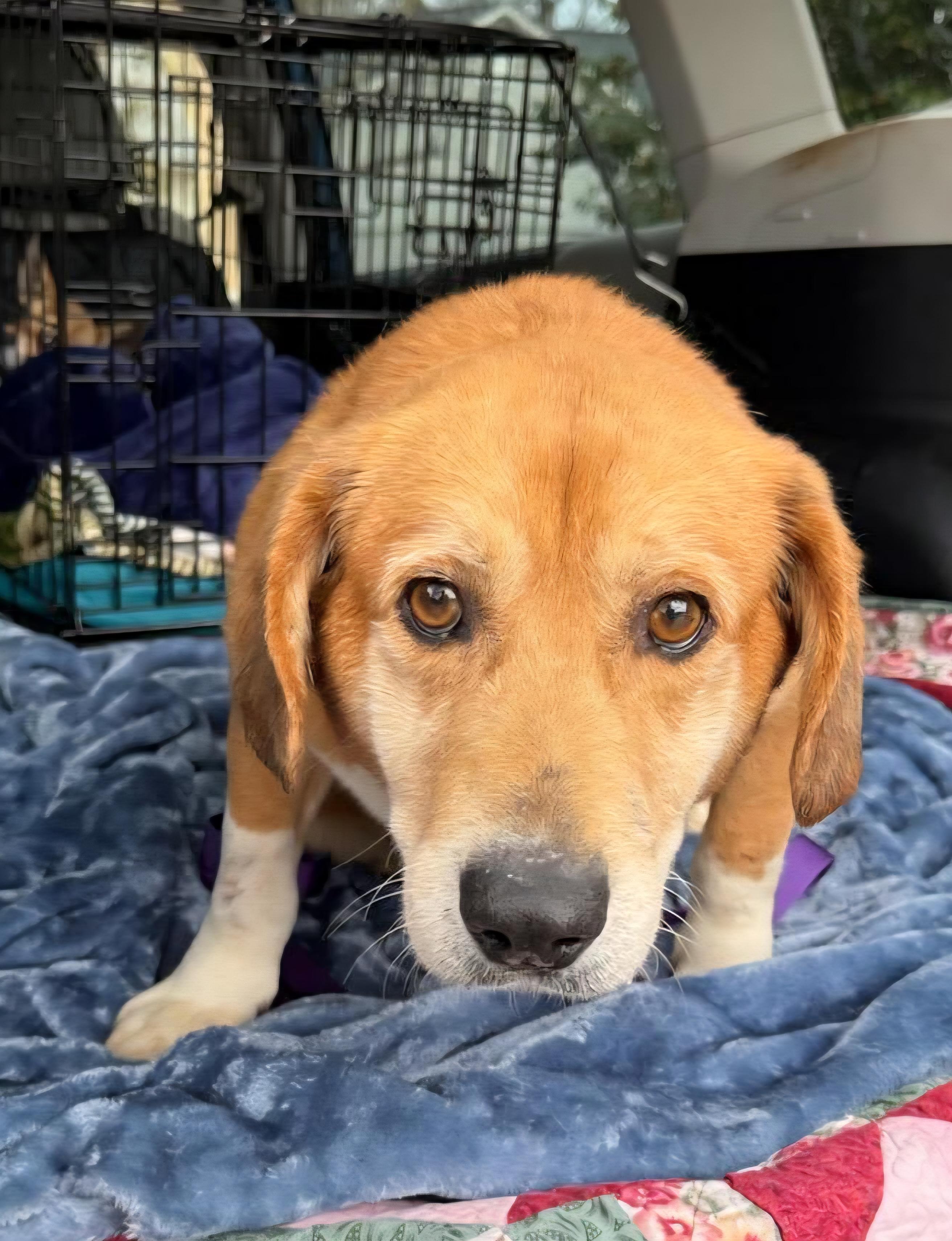 Enlarge Dunkin, a ADOPTABLE mixed breed in Pelzer, SC image 3/4