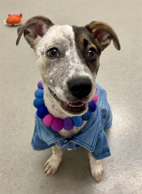 Enlarge Trixie, a Adopted Australian Cattle Dog / Blue Heeler in San Francisco, CA image 1/1