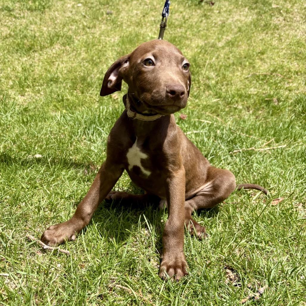 Falcon, Adoptable, Puppy Male Vizsla & Mixed Breed.
