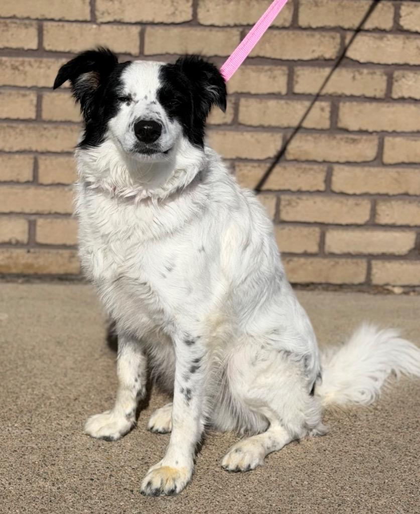 Enlarge Clint, a ADOPTABLE mixed breed in Columbus, NE image 1/1