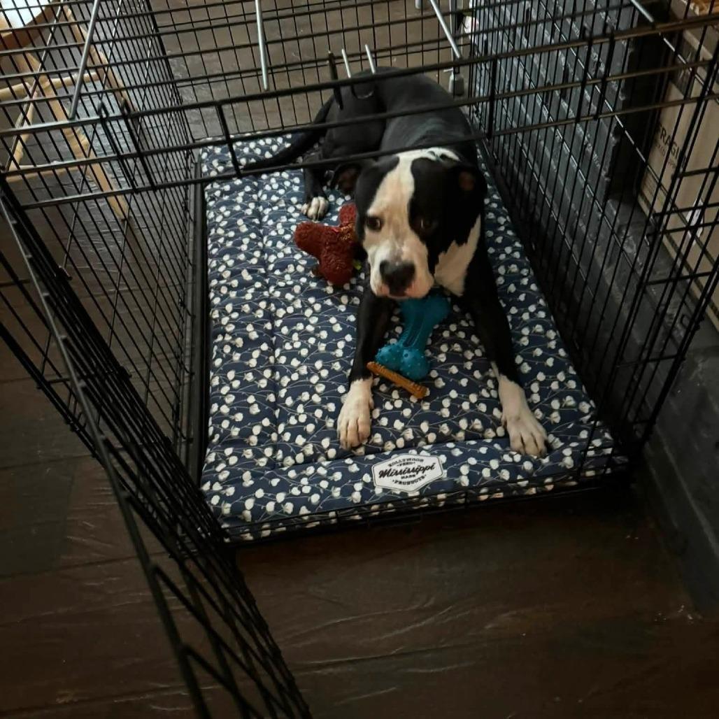 Seamus, Adoptable, Adult Male Mixed Breed.