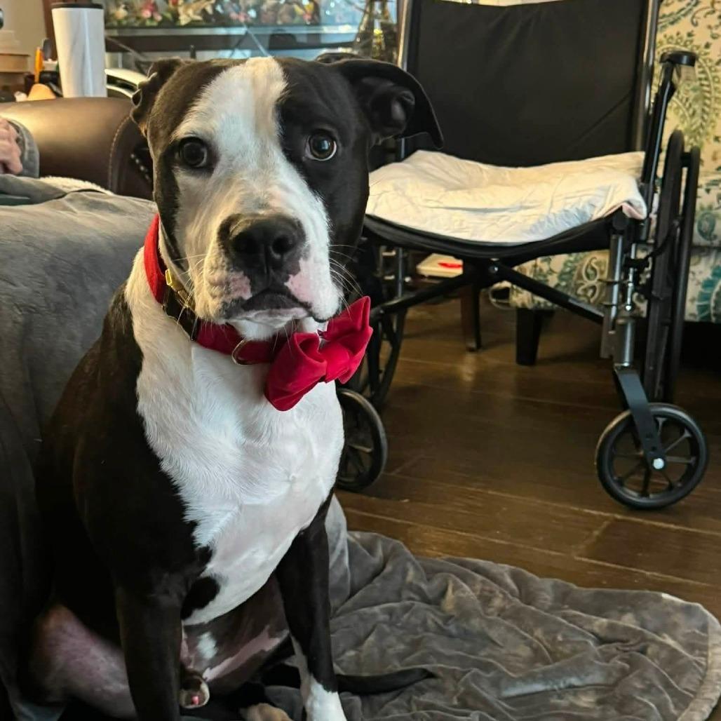 Enlarge Seamus, a Adoptable Mixed Breed in Memphis, TN image 2/5