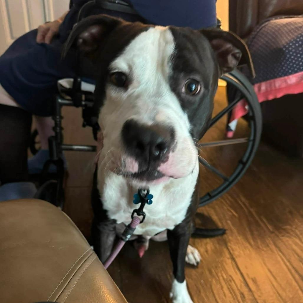 Enlarge Seamus, a Adoptable Mixed Breed in Memphis, TN image 4/5
