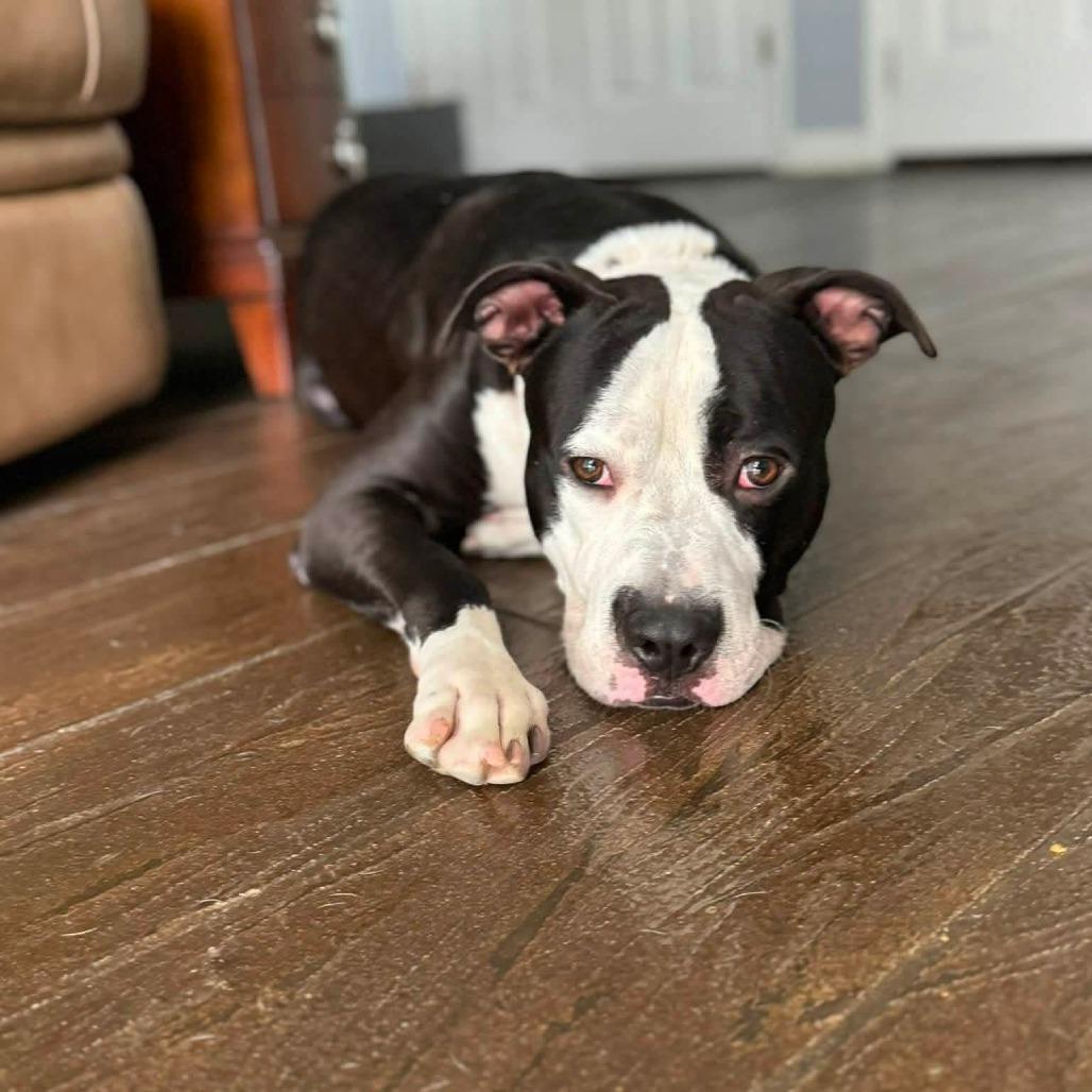 Enlarge Seamus, a Adoptable Mixed Breed in Memphis, TN image 5/5