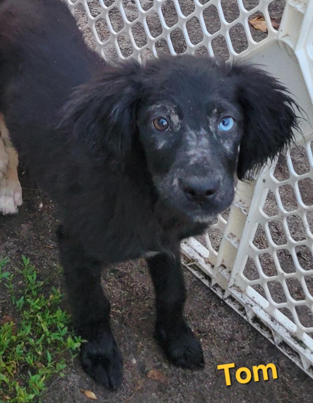 Tom, ADOPTABLE, Puppy Male Golden Retriever & Husky.