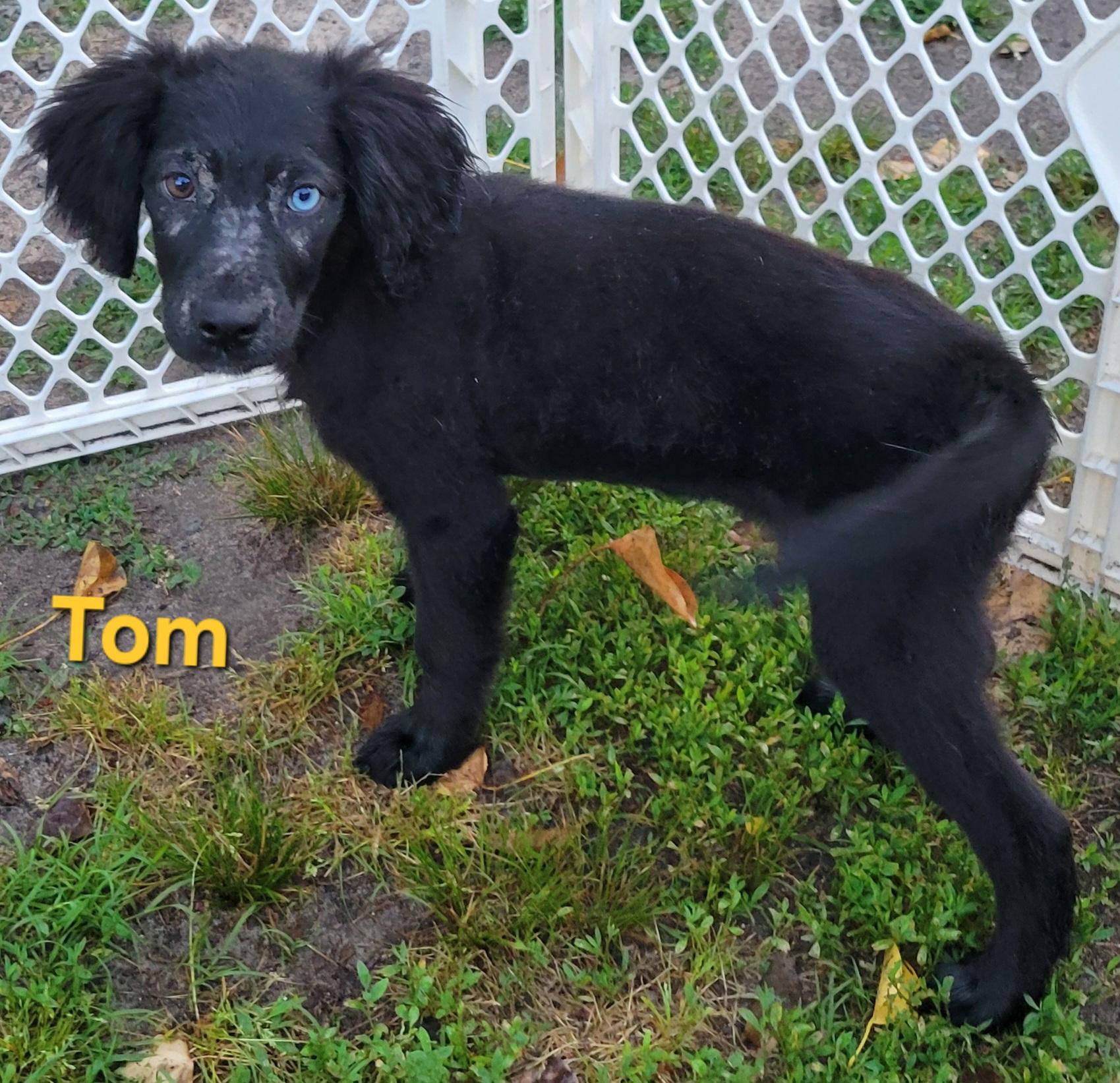 Enlarge Tom, a ADOPTABLE mixed breed in Elwood, NJ image 2/4