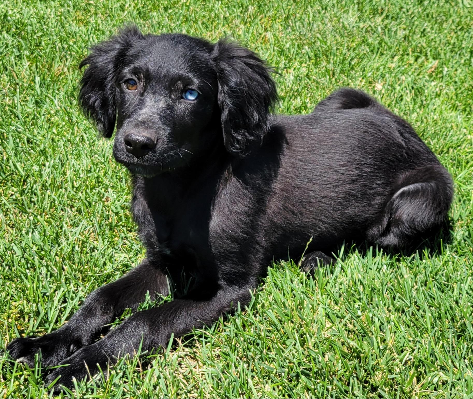 Tom, ADOPTABLE, Puppy Male Golden Retriever.