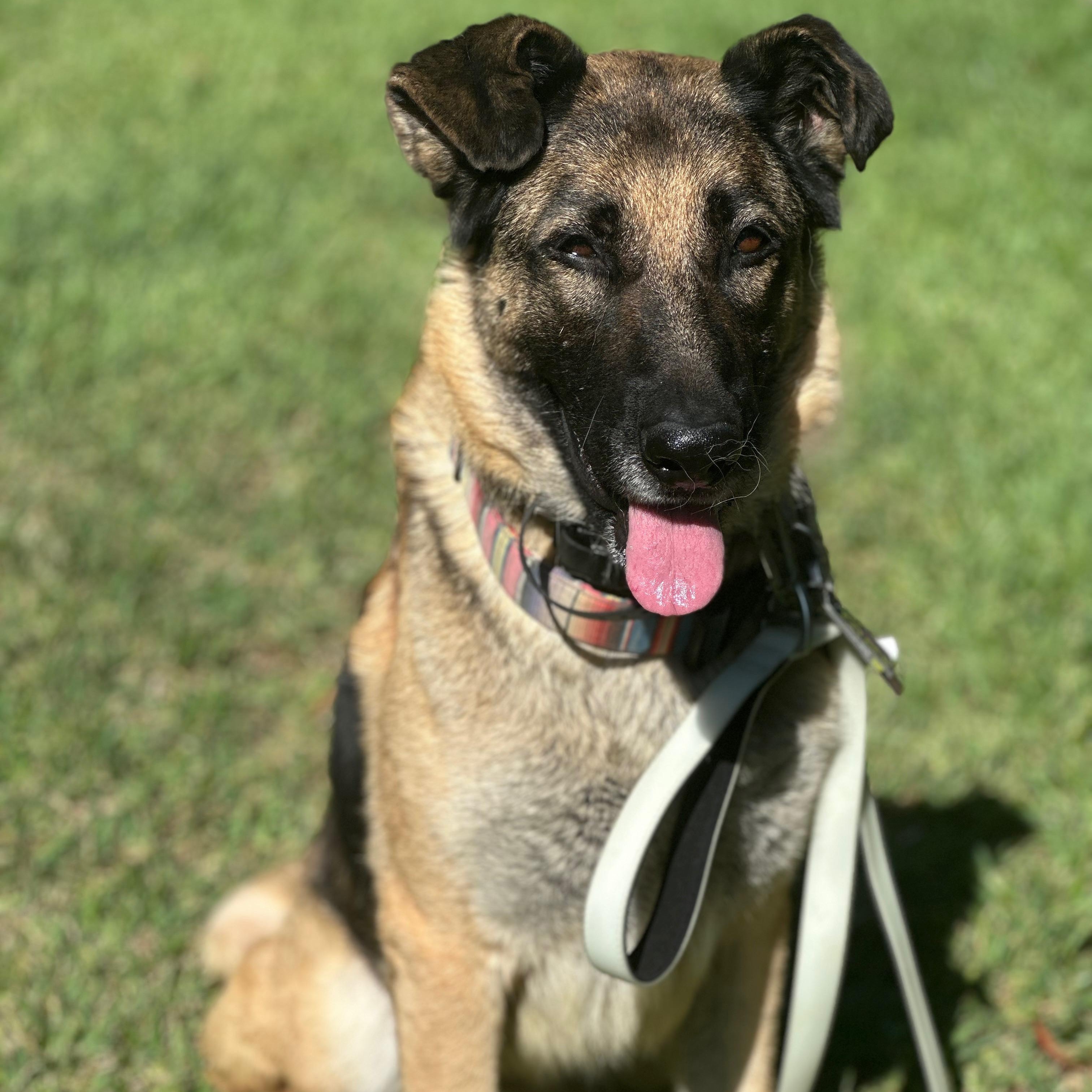 Lulu, a Adoptable mixed breed in San Diego, CA image 1/5