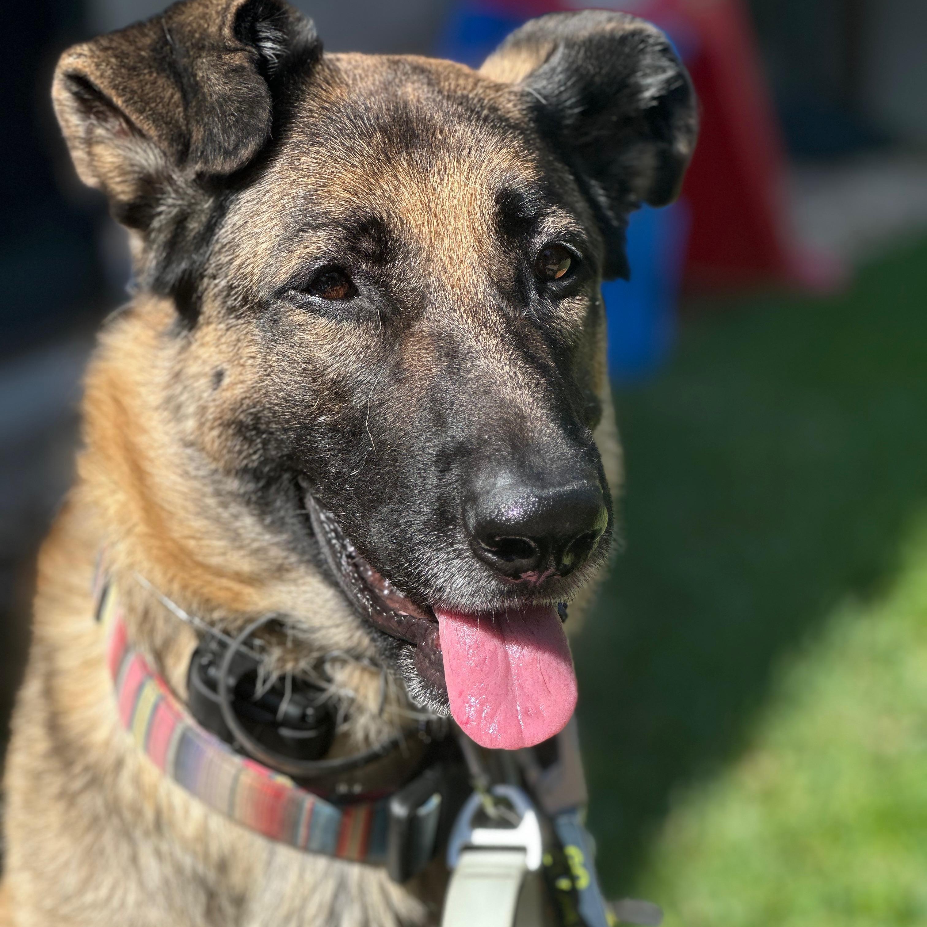 Lulu, a Adoptable mixed breed in San Diego, CA image 2/5