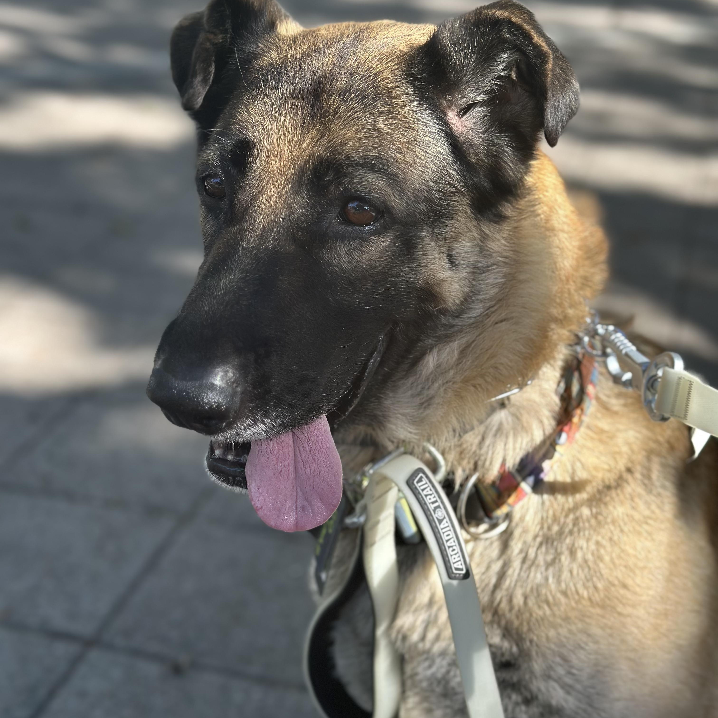 Lulu, a Adoptable mixed breed in San Diego, CA image 4/5