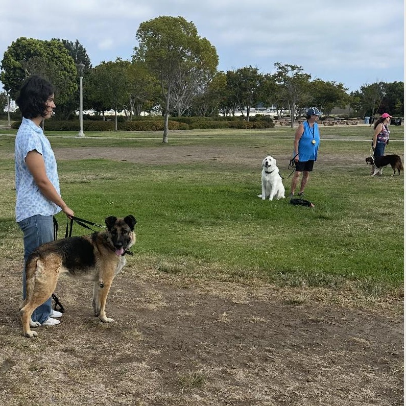 Lulu, a Adoptable mixed breed in San Diego, CA image 3/5