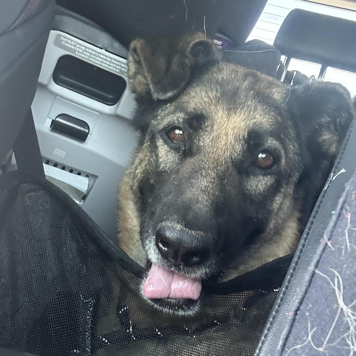 Lulu, a Adoptable mixed breed in San Diego, CA image 5/5