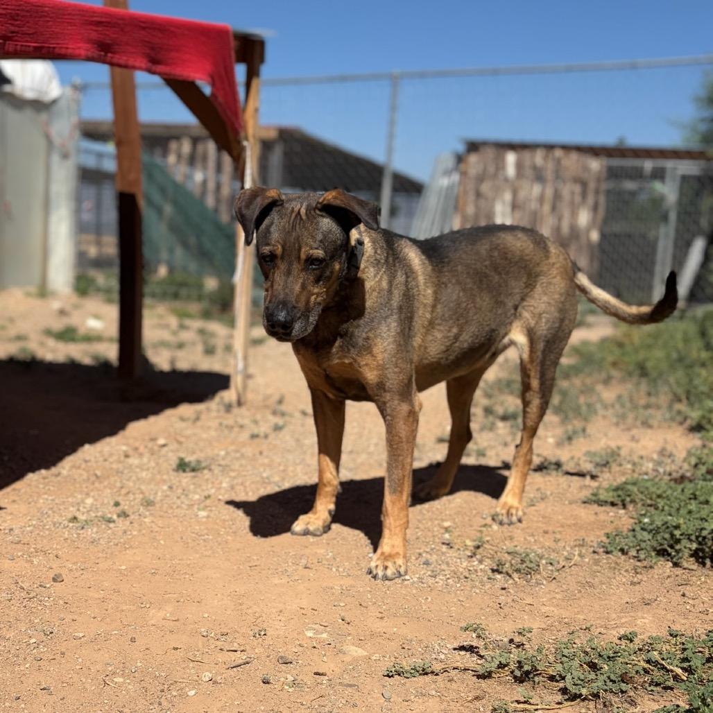 Jake, Adoptable, Senior Male Mixed Breed.